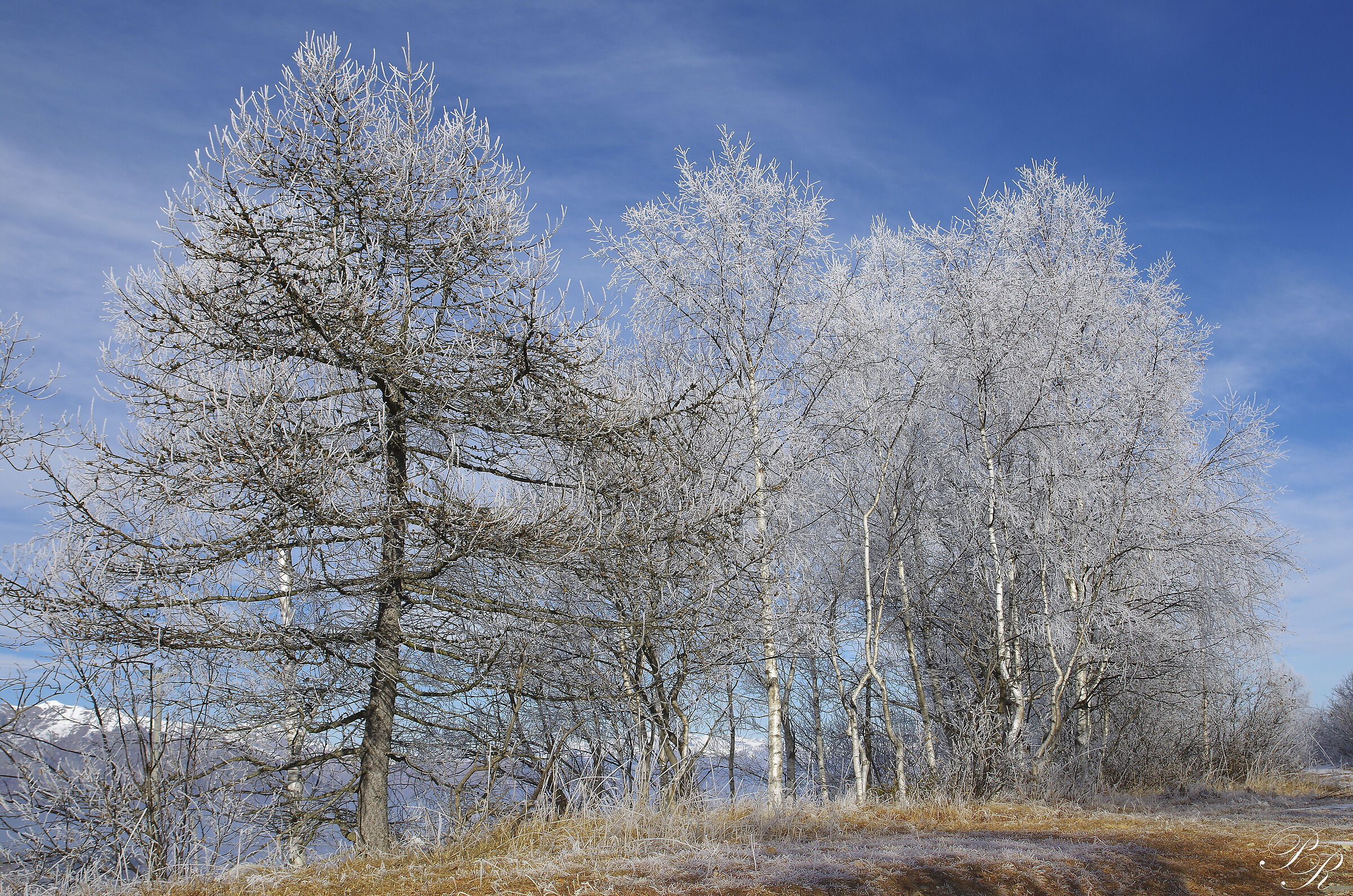 When winter decorates trees