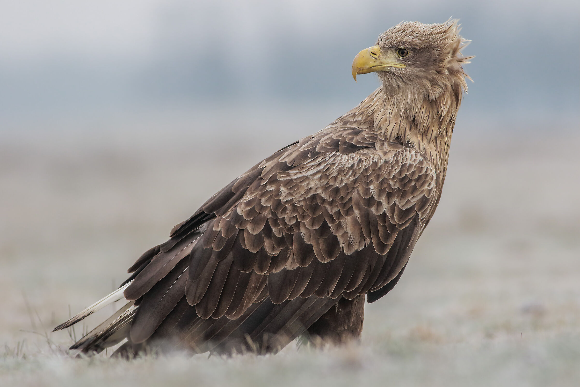 White tailed sea eagle (Haliaeetus Albicilla)