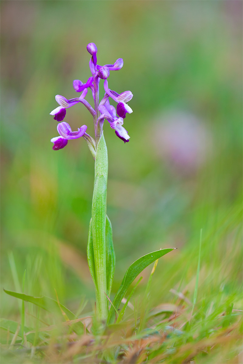 Anacamptis Longicornu