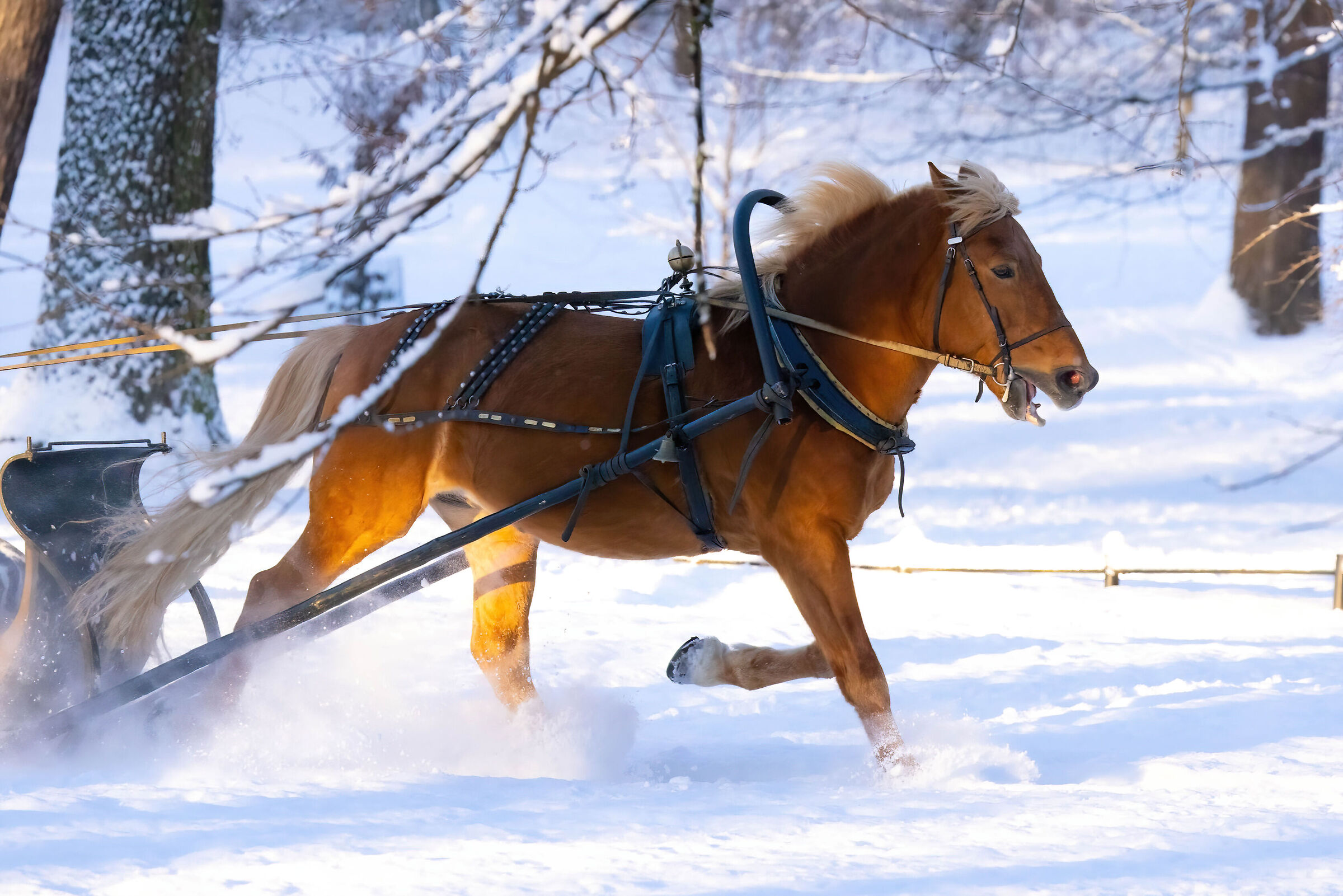 Sgroppata sulla neve