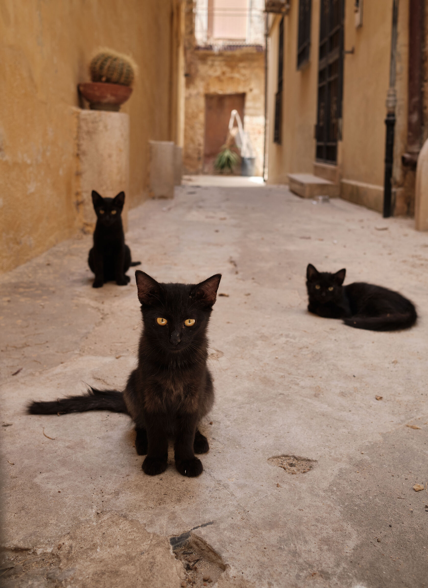 Black cats