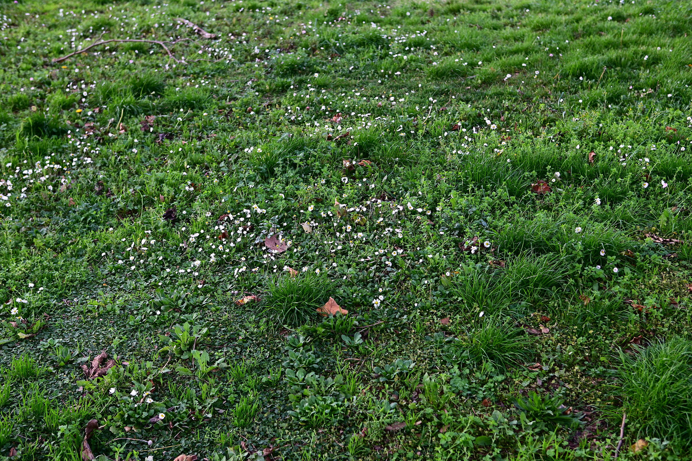 lawn with daisies