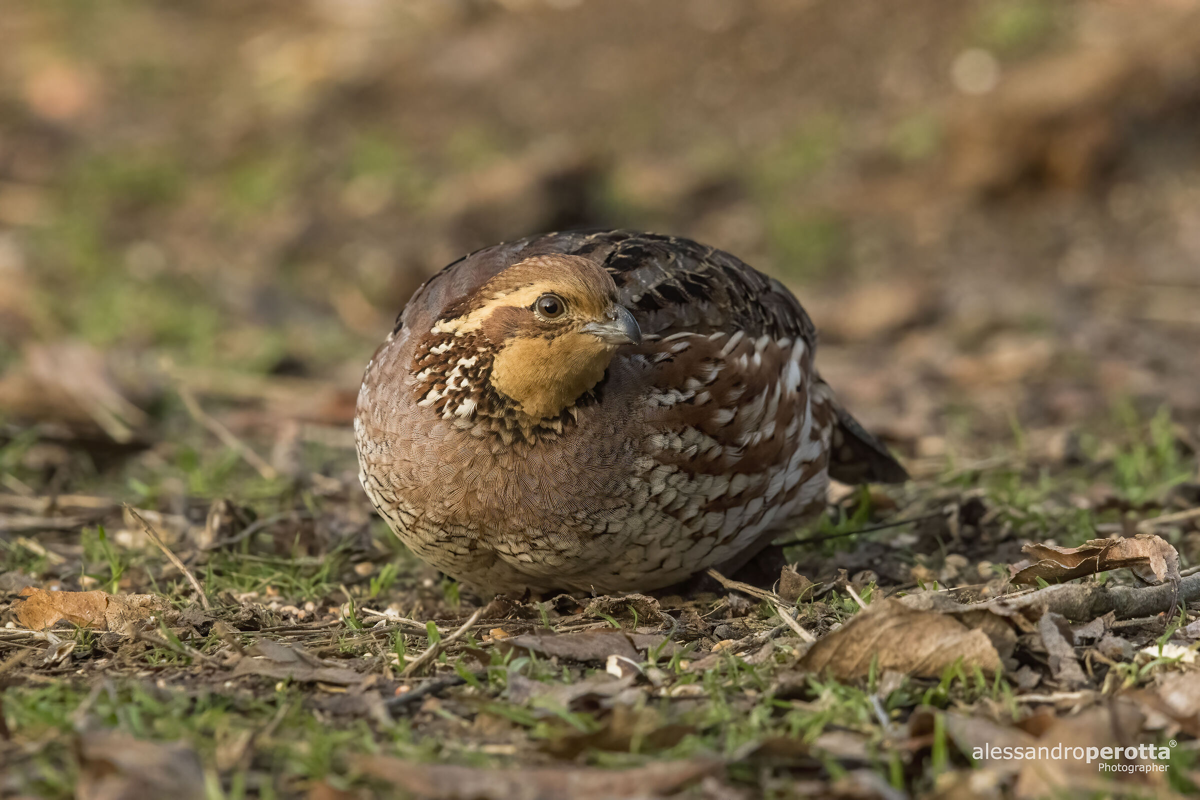 Colinus virginianus (F)