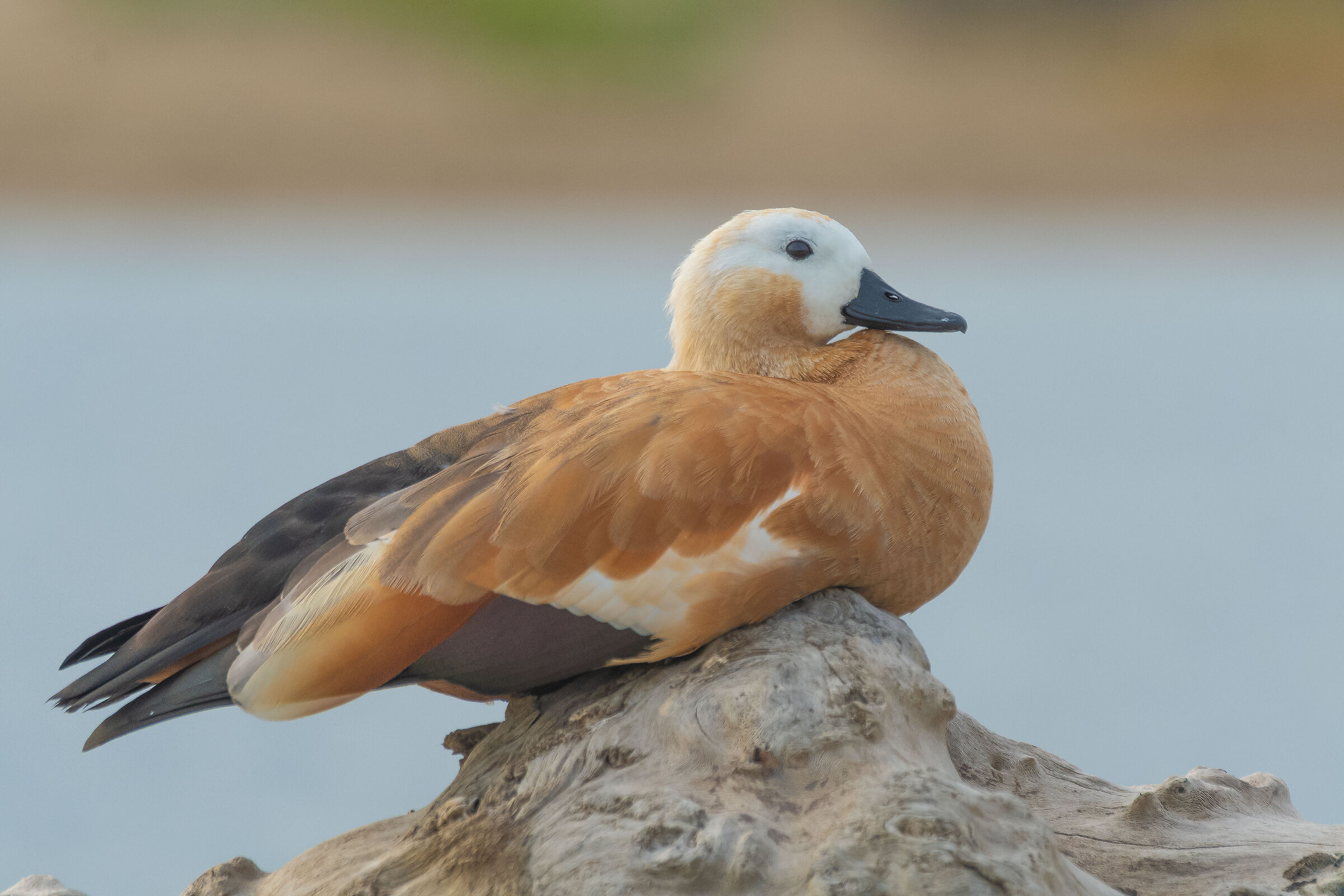 Ruddy shelduck