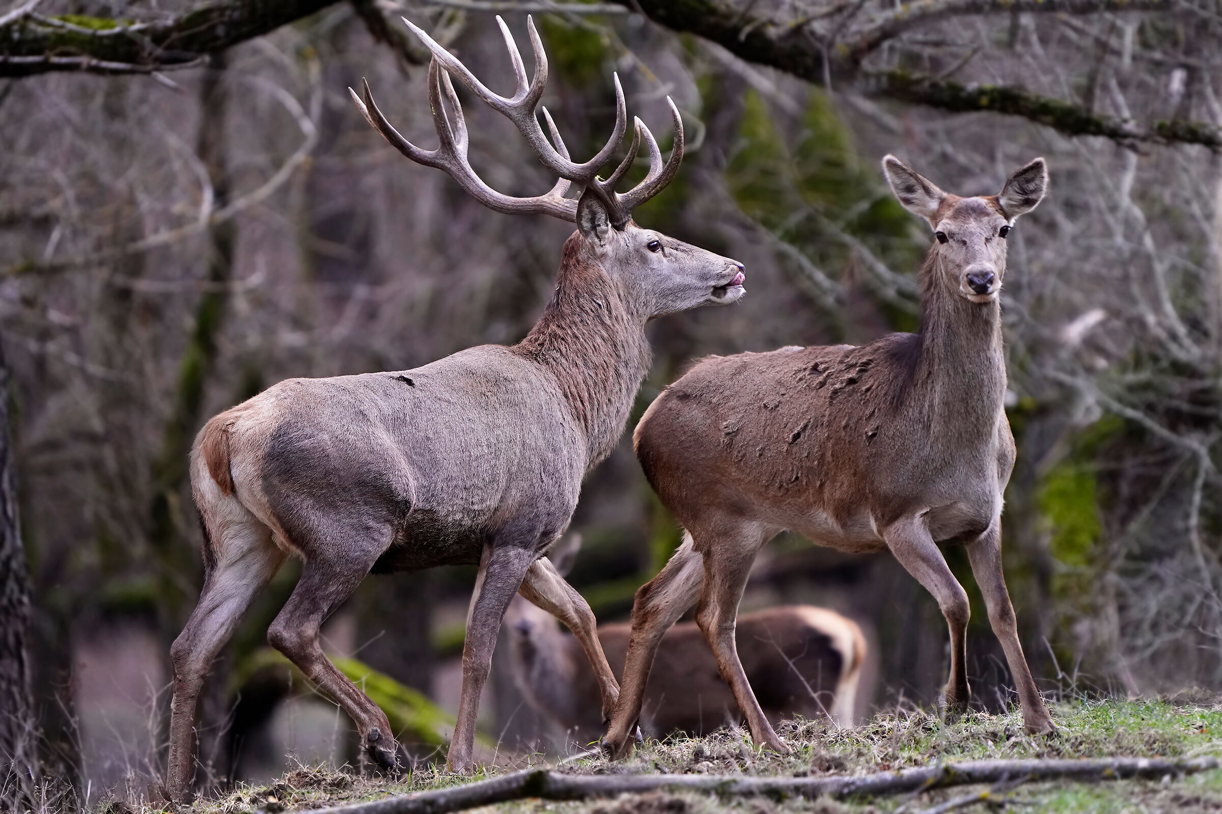 Noble deer - courtship