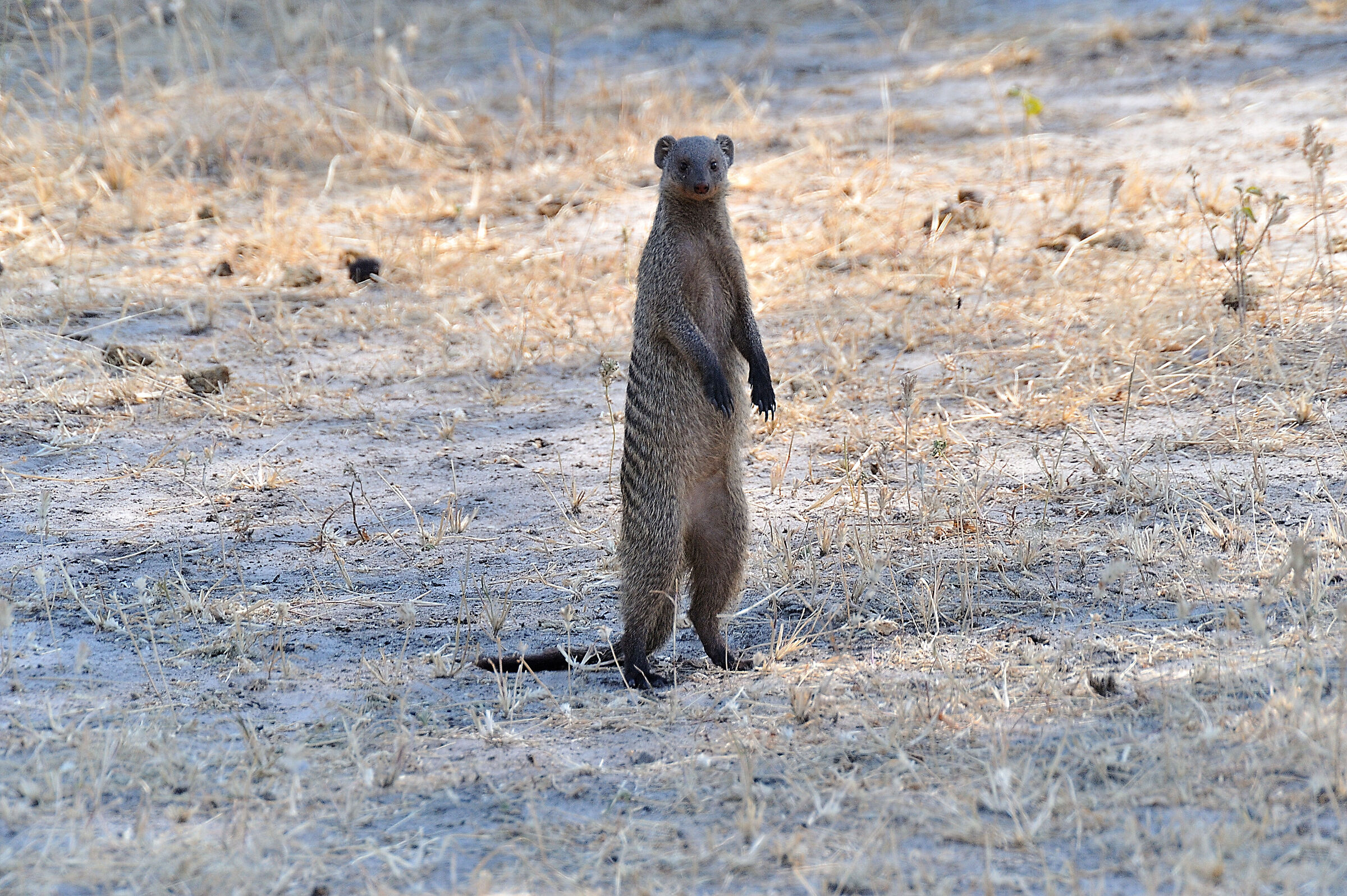 meerkats