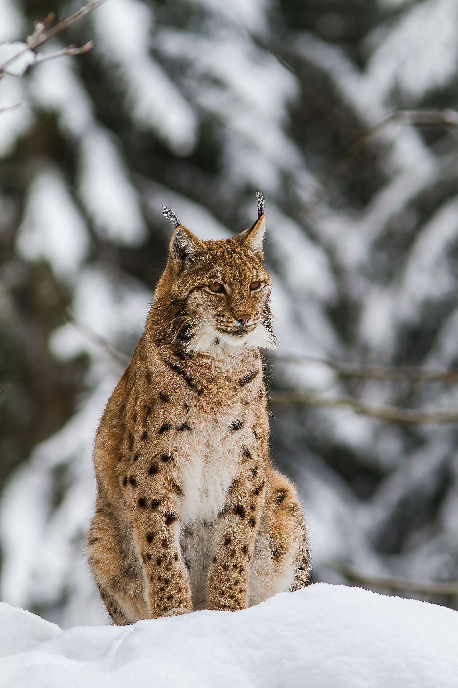 Lince