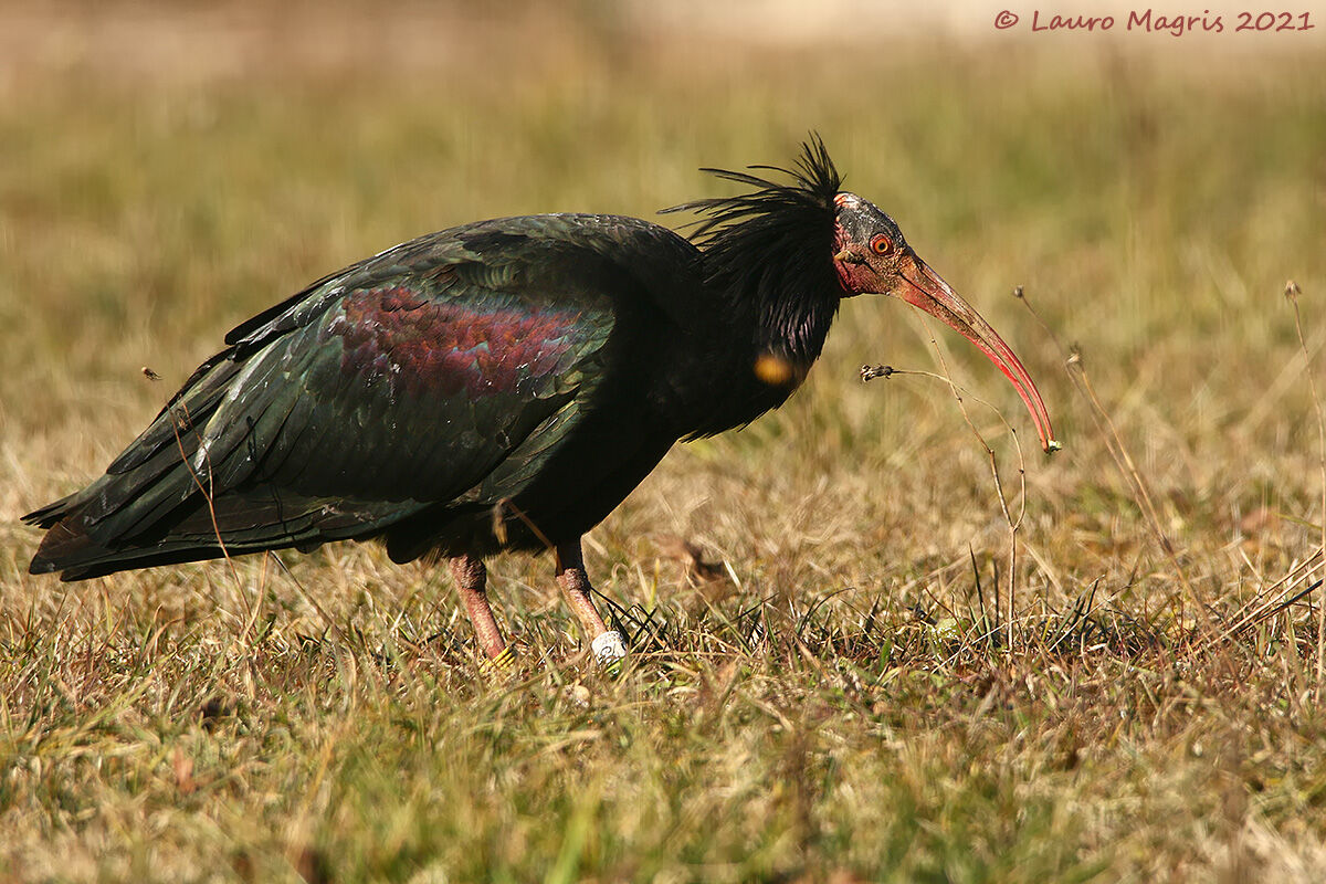 Livrea metallescente