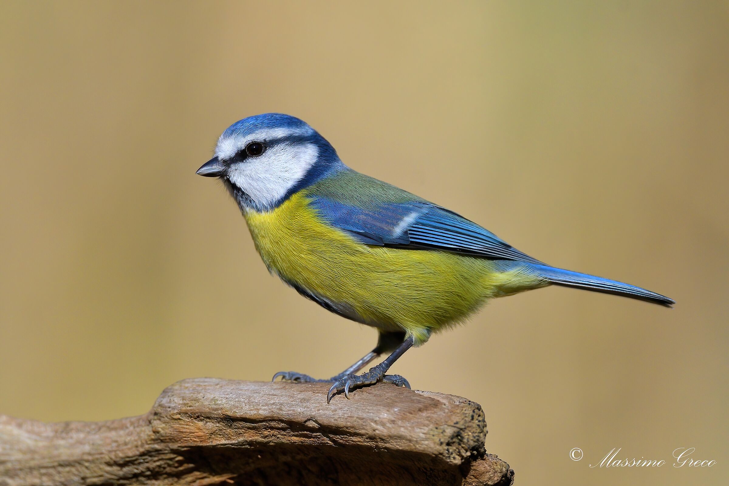 Cinciarella (Cyanistes caeruleus)