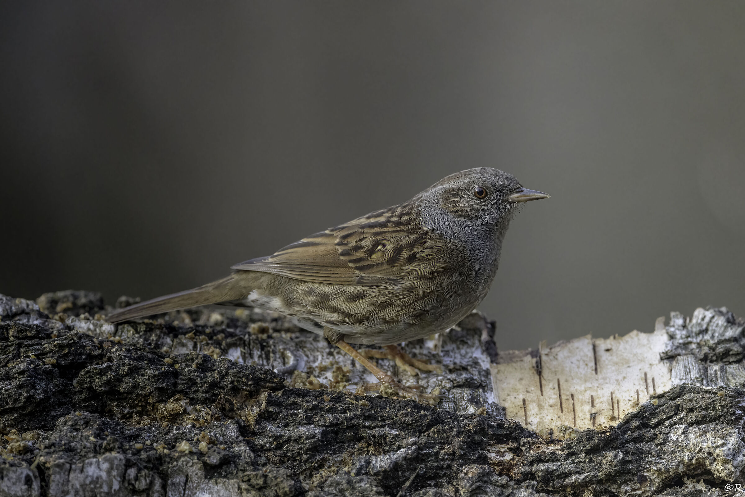dunnock