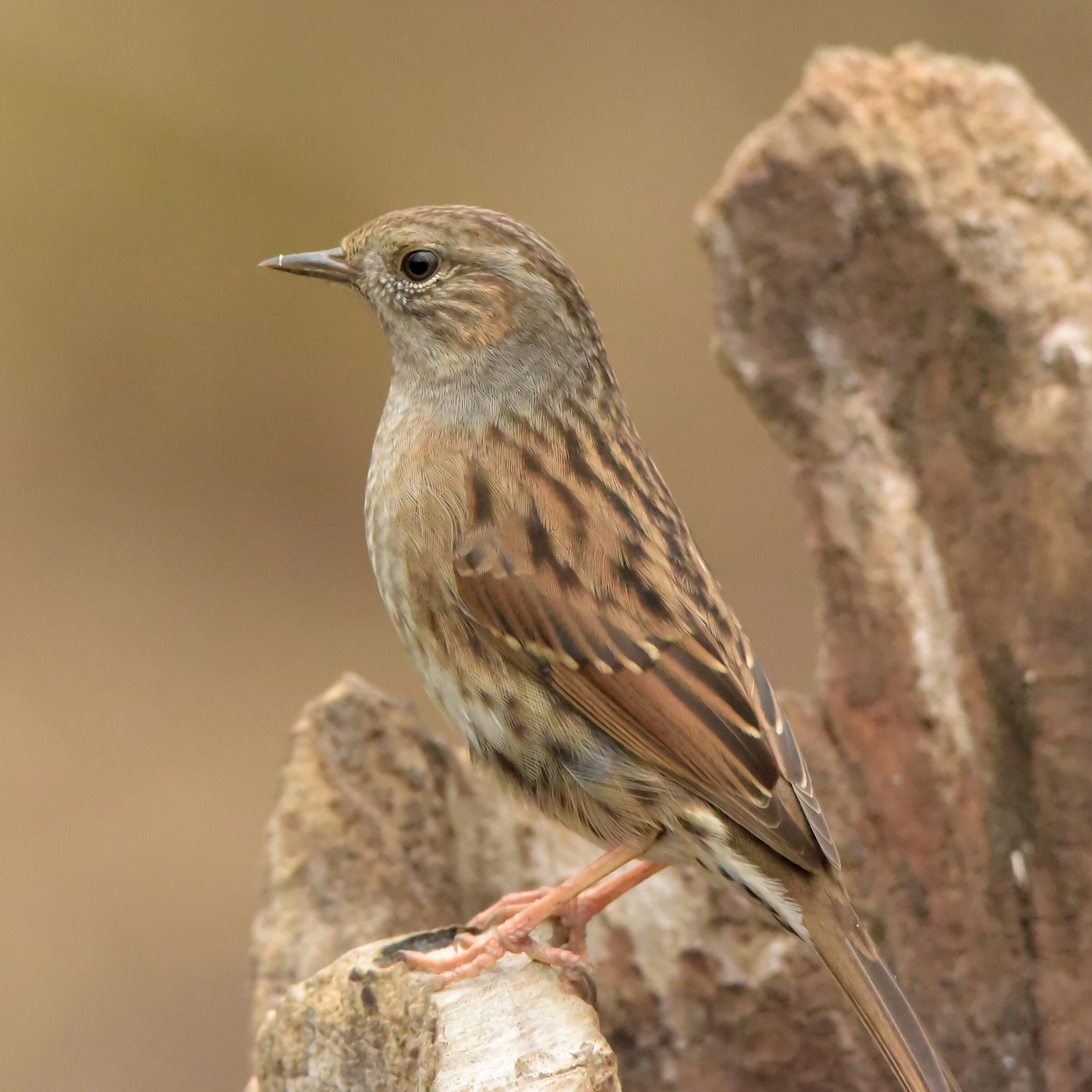 Dunnock