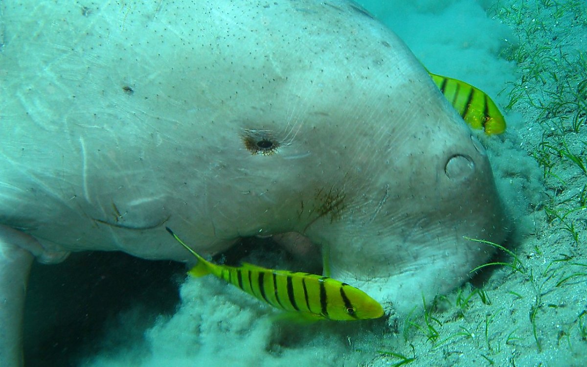 Dugong 13