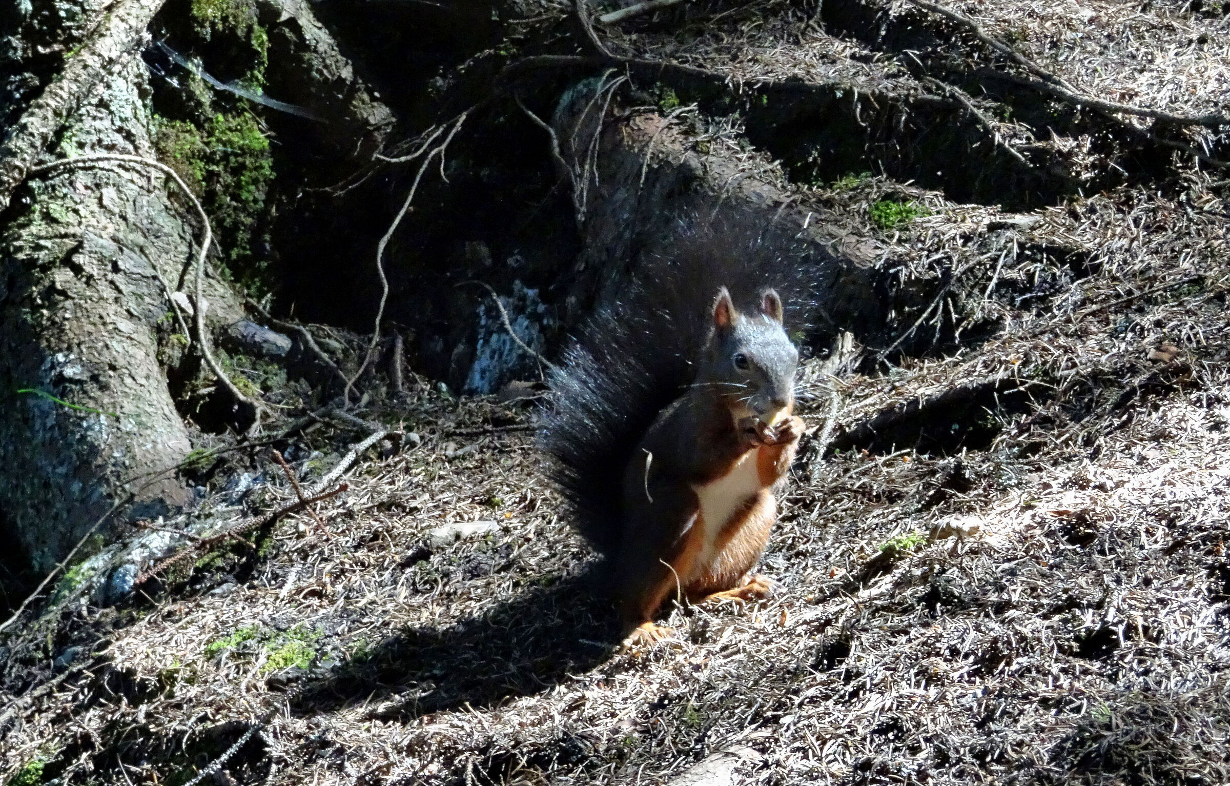 Lago di Davos Svizzera Scoiattolo