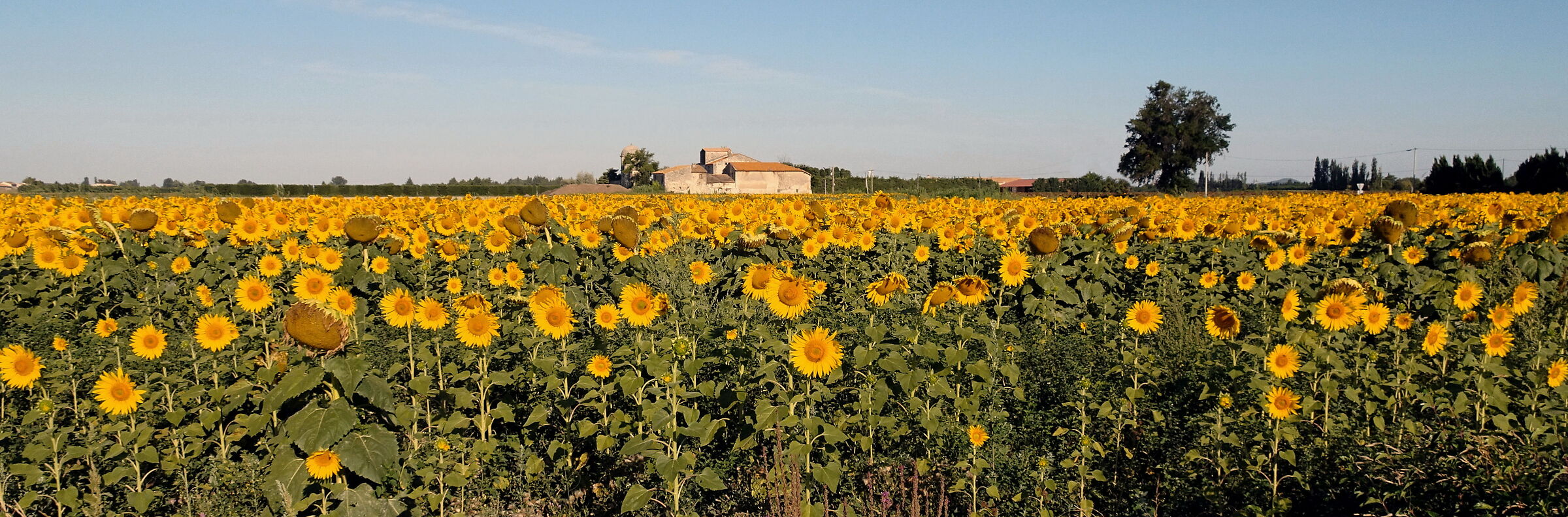 Provenza Girasoli