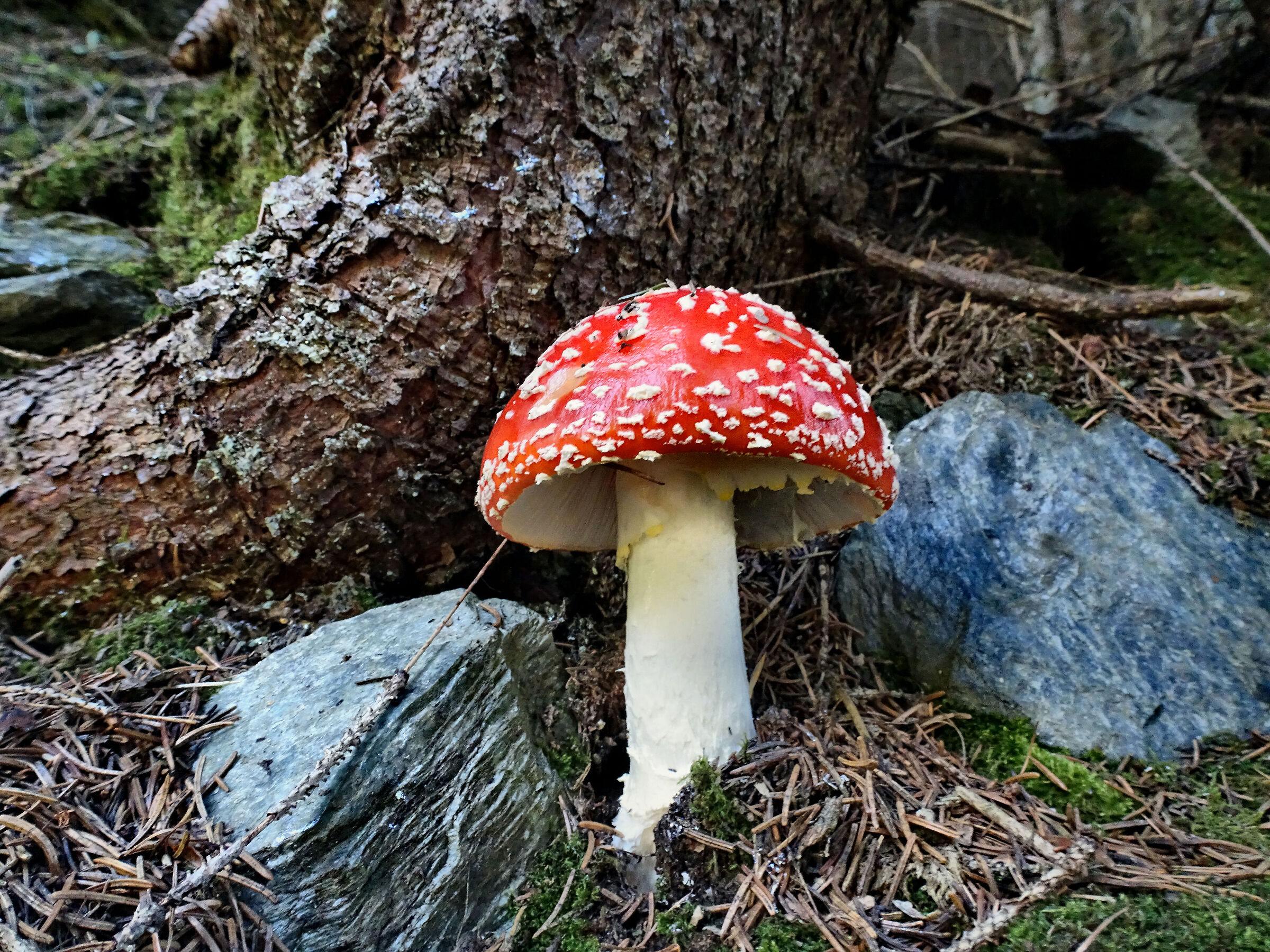 Amanita Muscaria