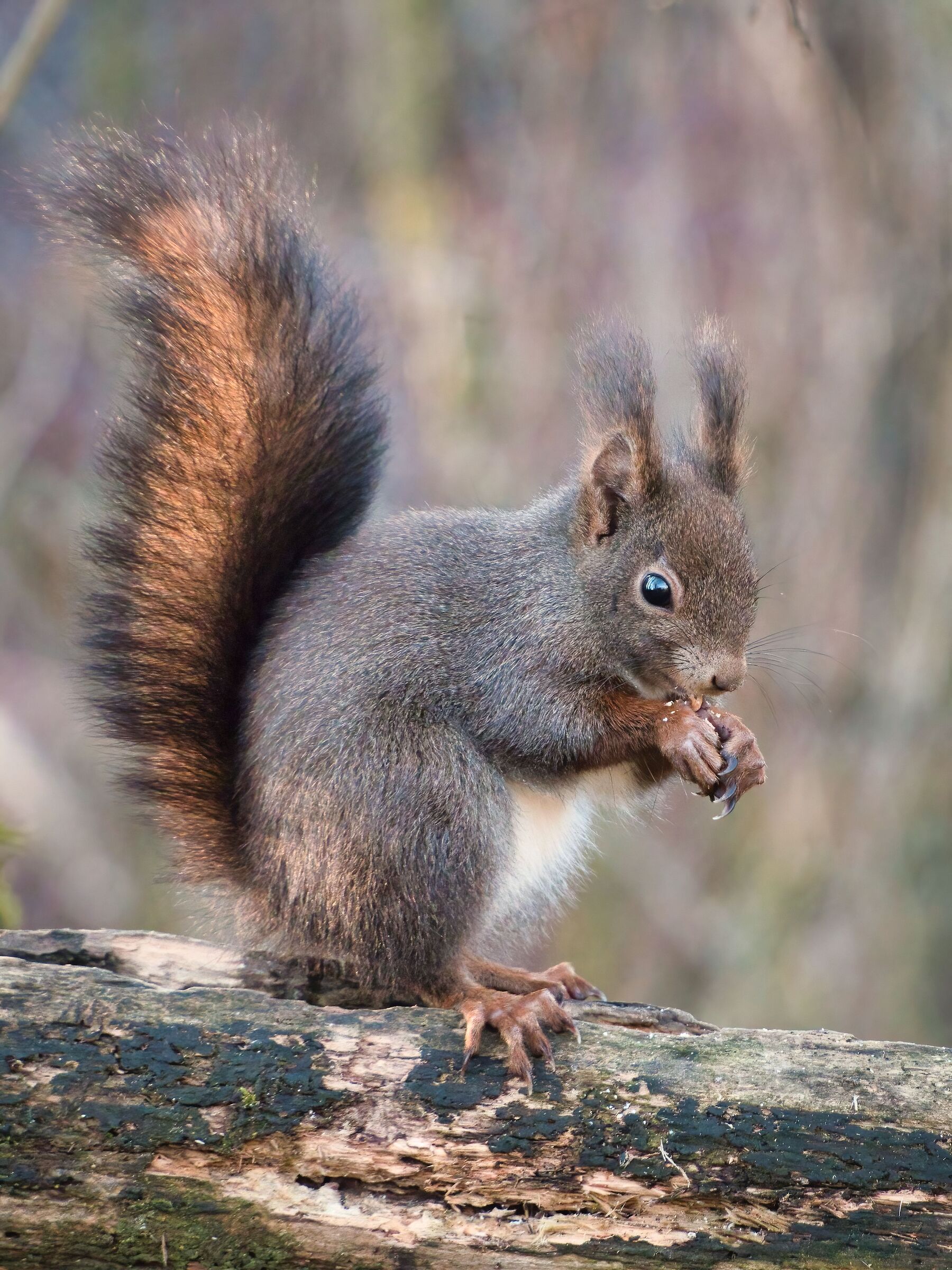 Red squirrel