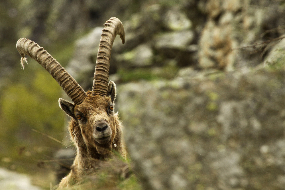 Stambecco maschio