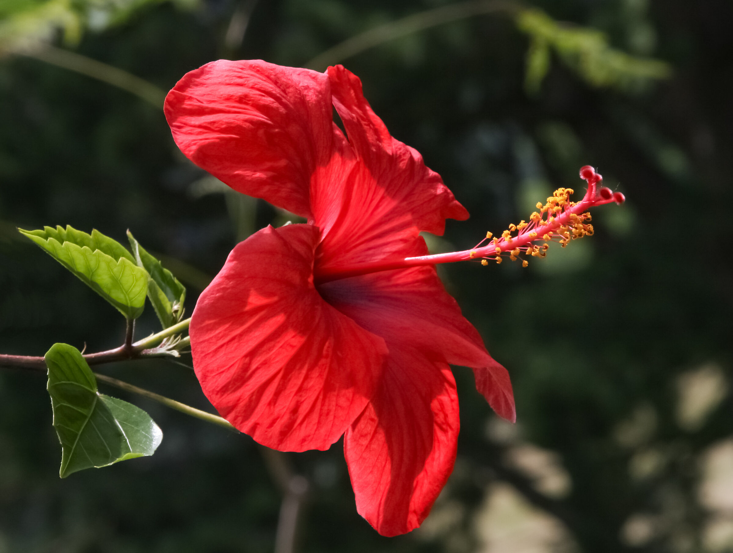 Hibiscus