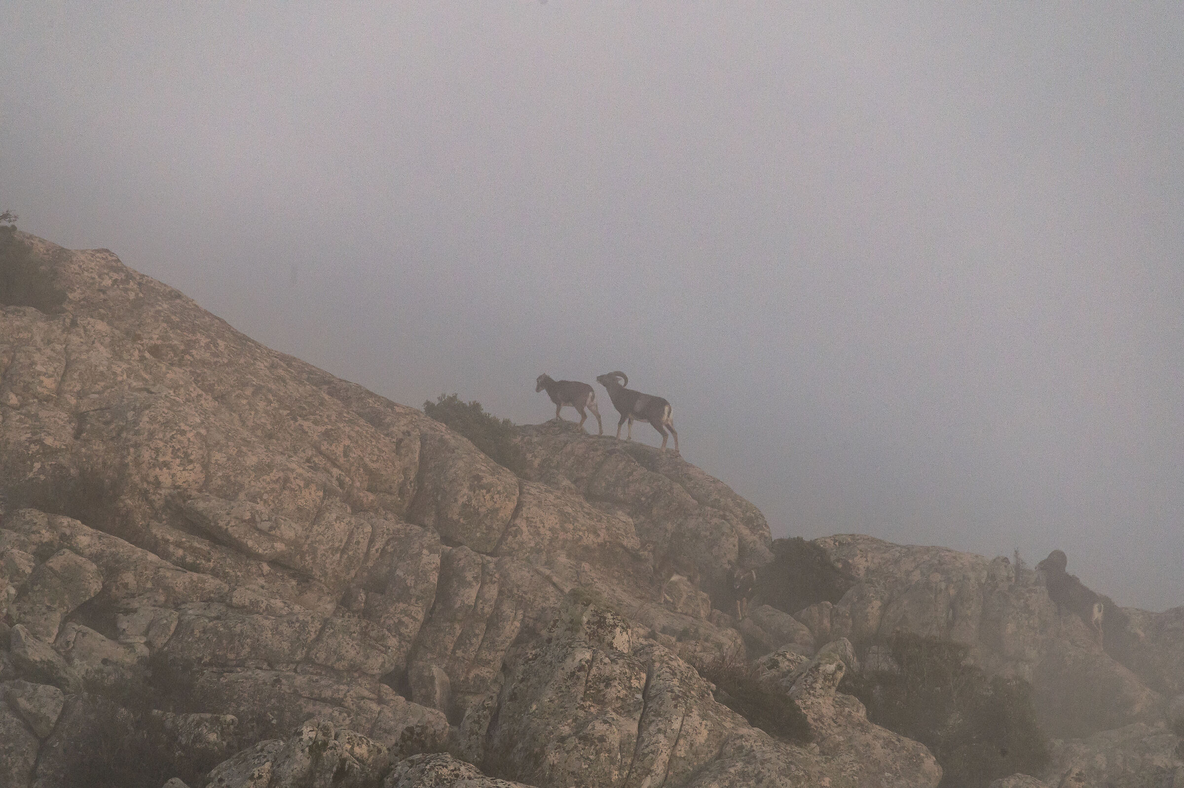 Muflone sardi nella nebbia