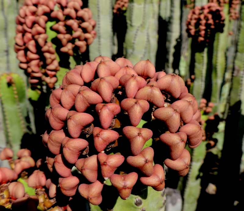 Euphorbia canariensis