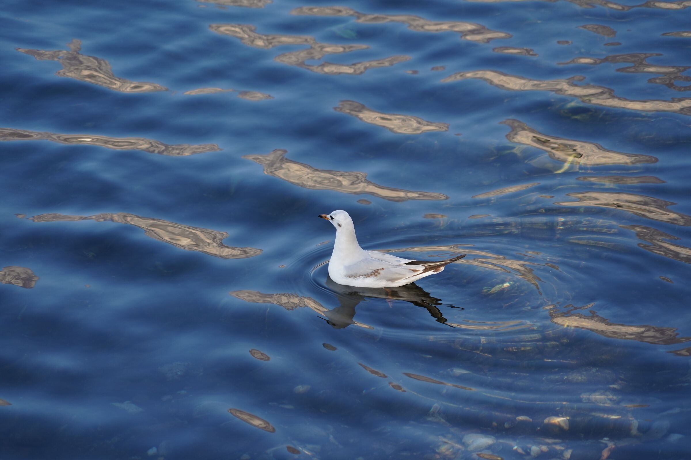 Lake Lecco January 2022