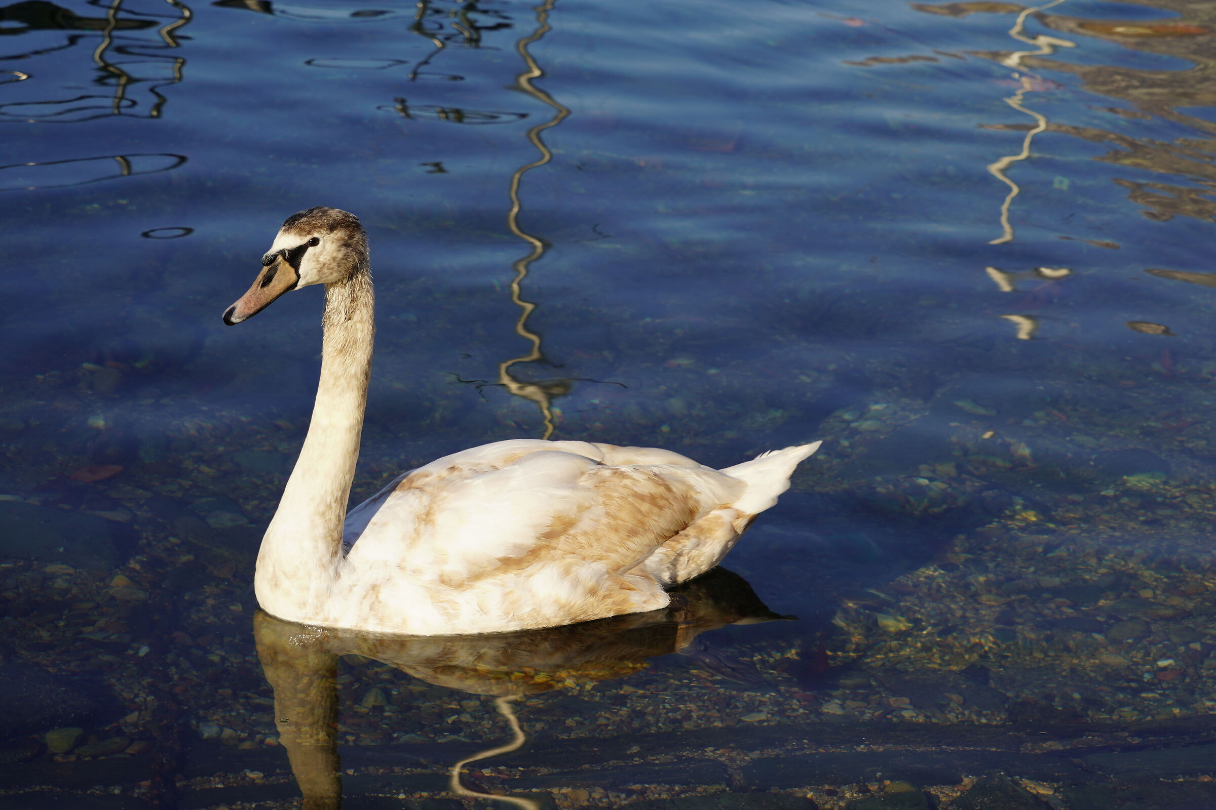 Lago di Lecco Gennaio 2022