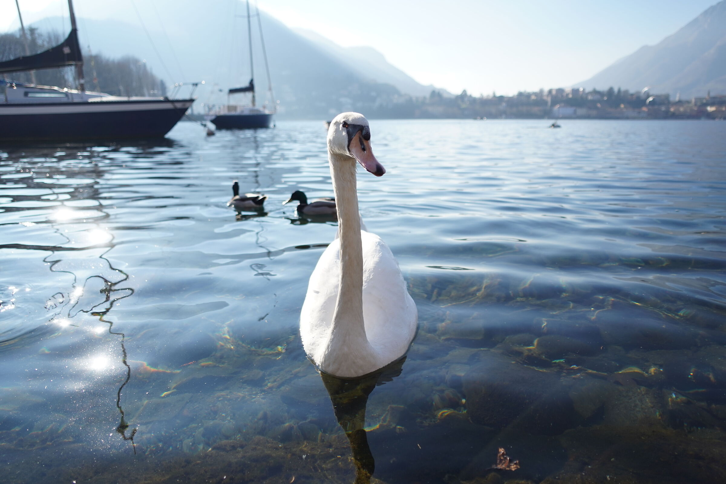 Lake Lecco January 2022