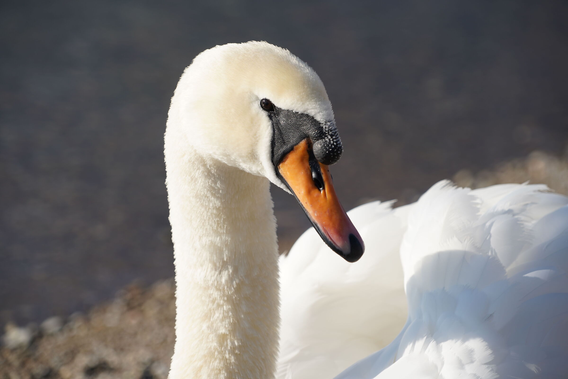 Lake Lecco January 2022