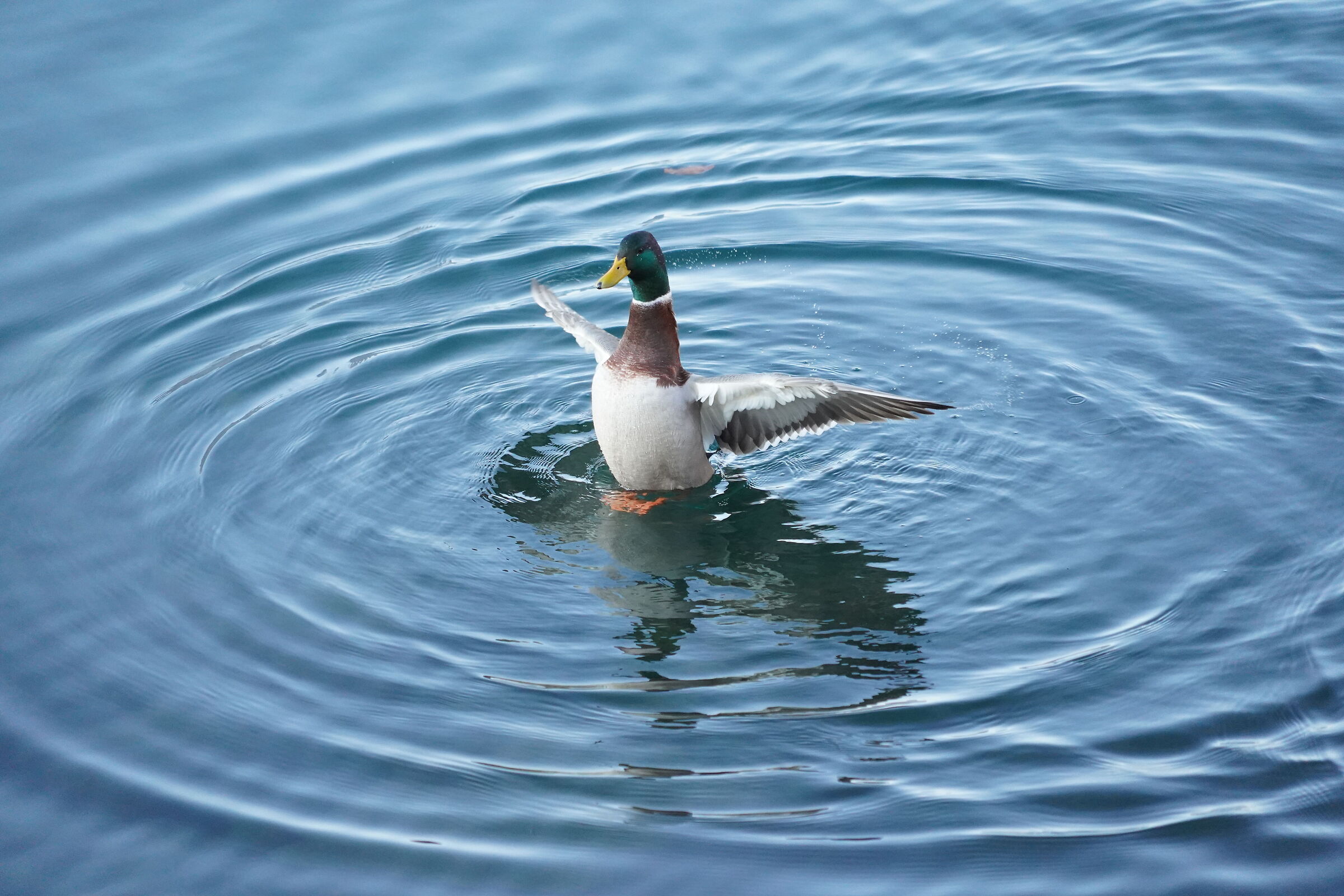 Lake Lecco January 2022