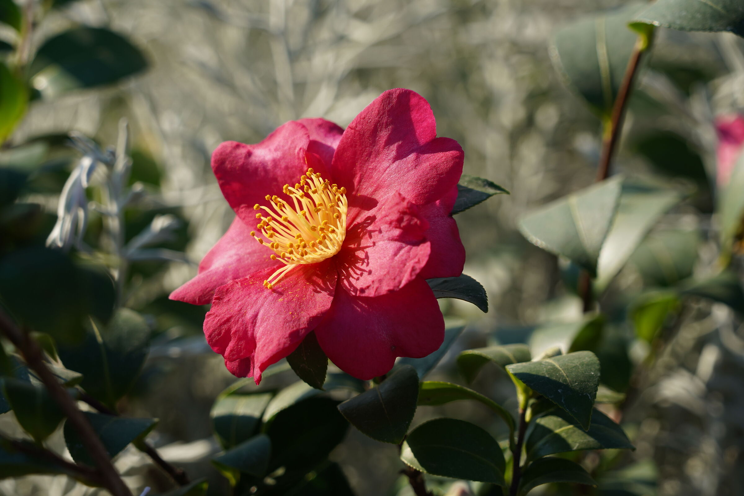 Lake Lecco January 2022