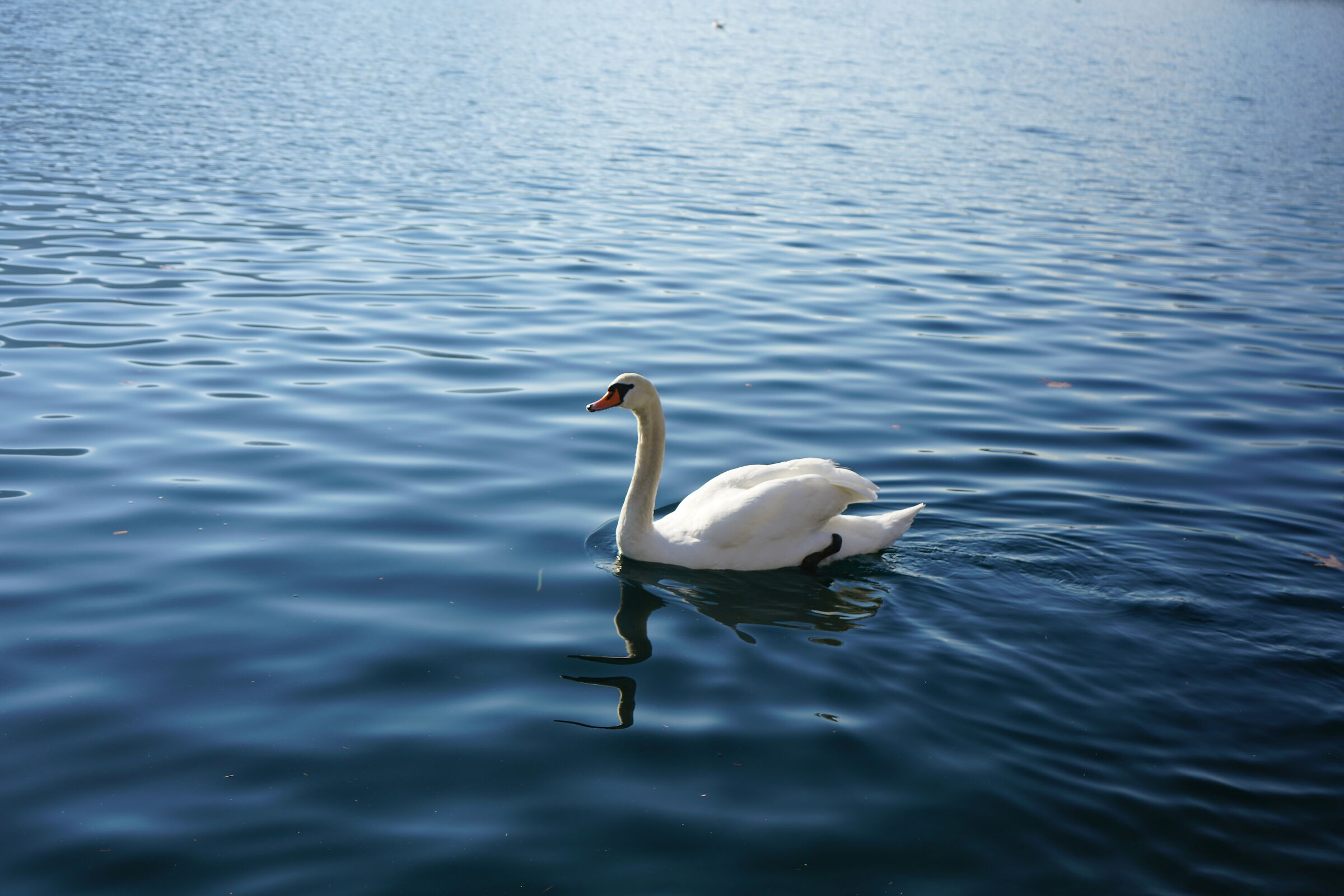 Lake Lecco January 2022