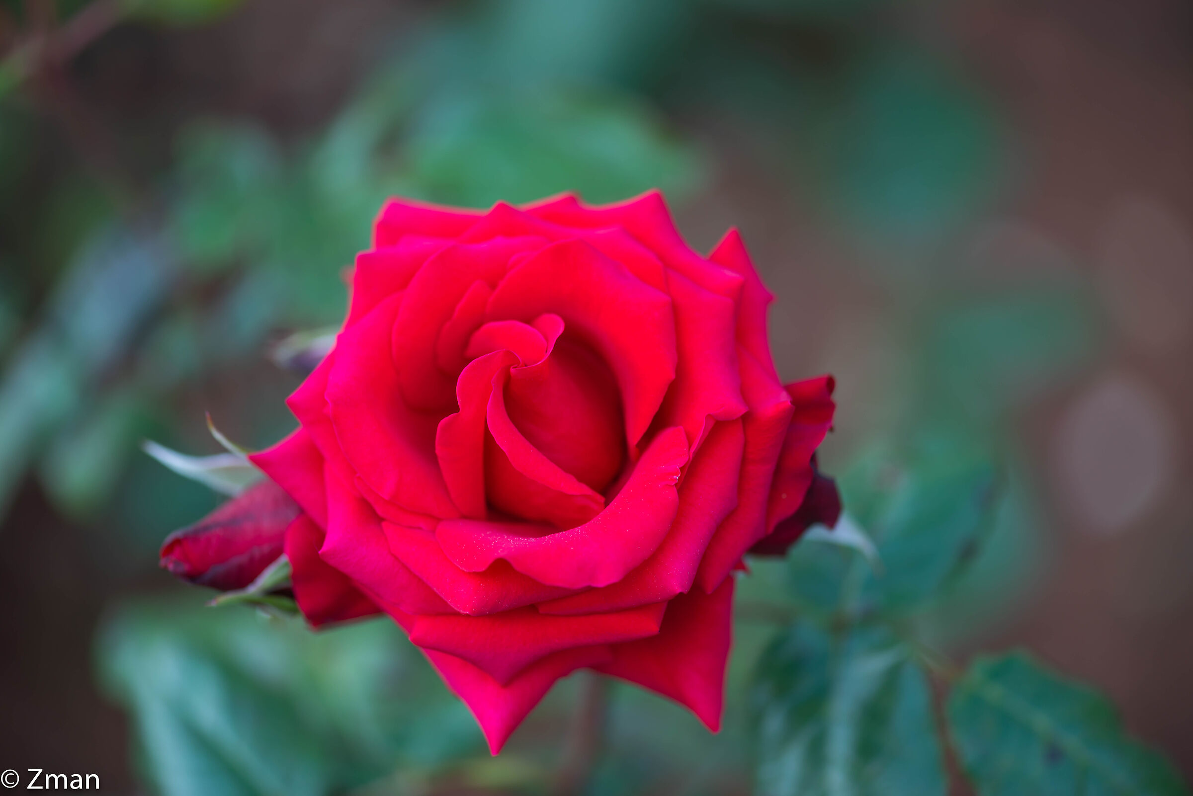 Red Rose