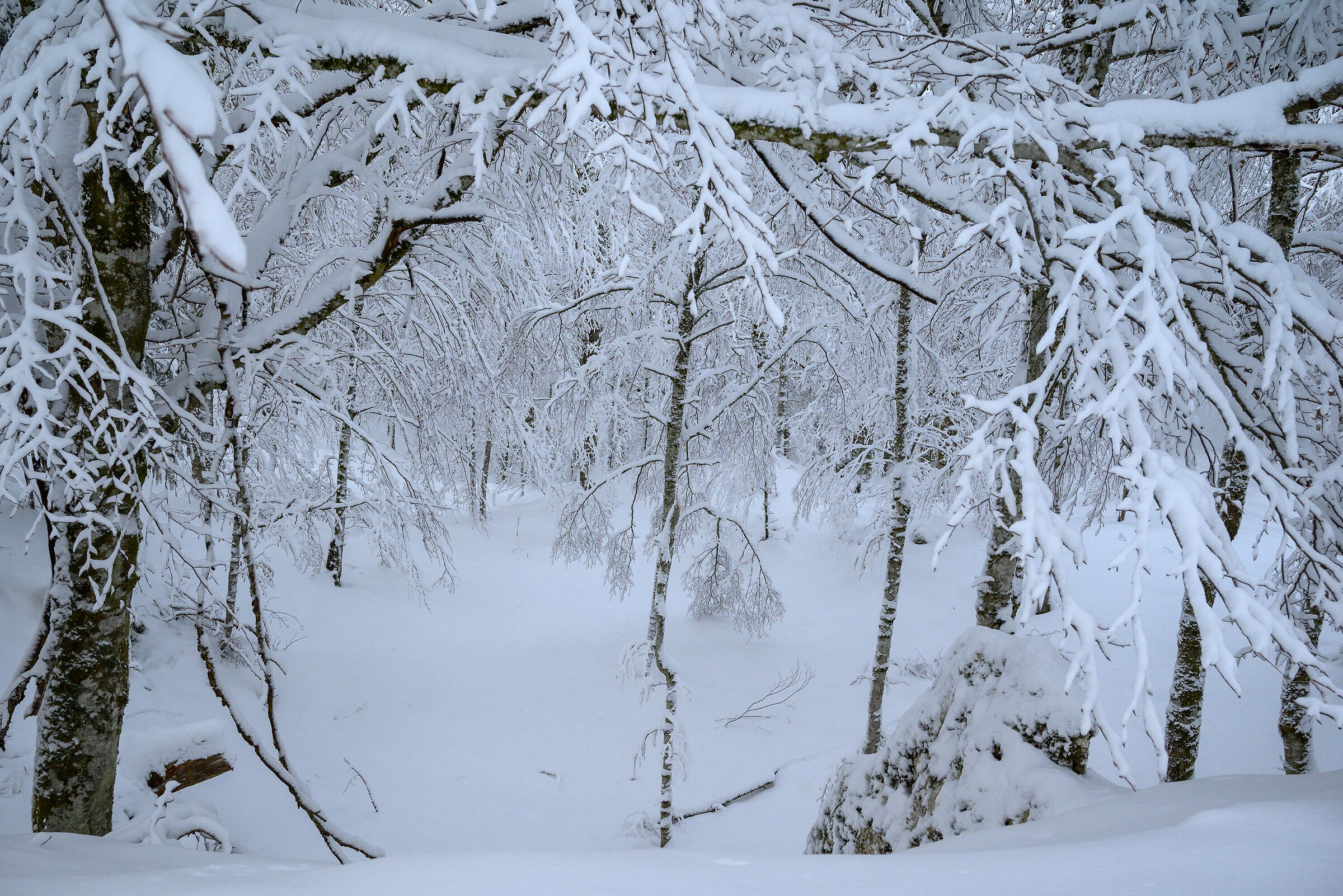 Divine embroidery...