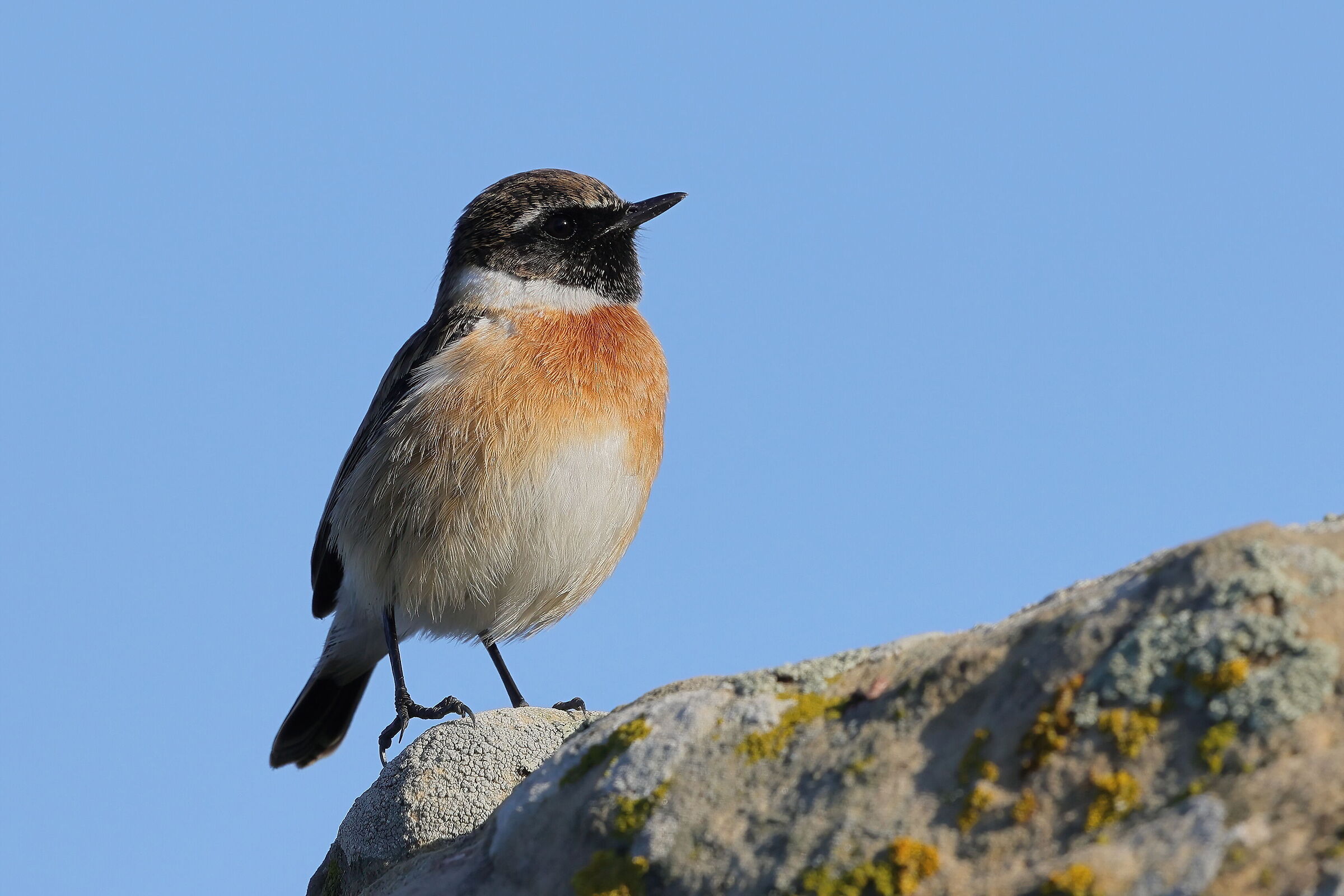 La vedetta di Ponte Barca
