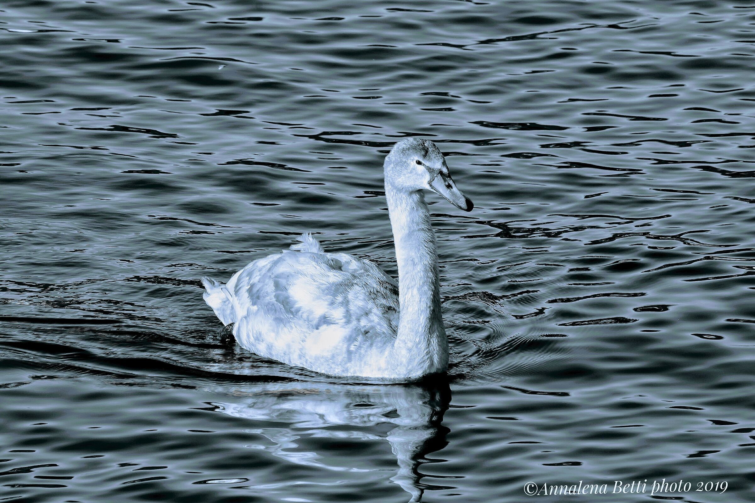 Navigando in solitudine