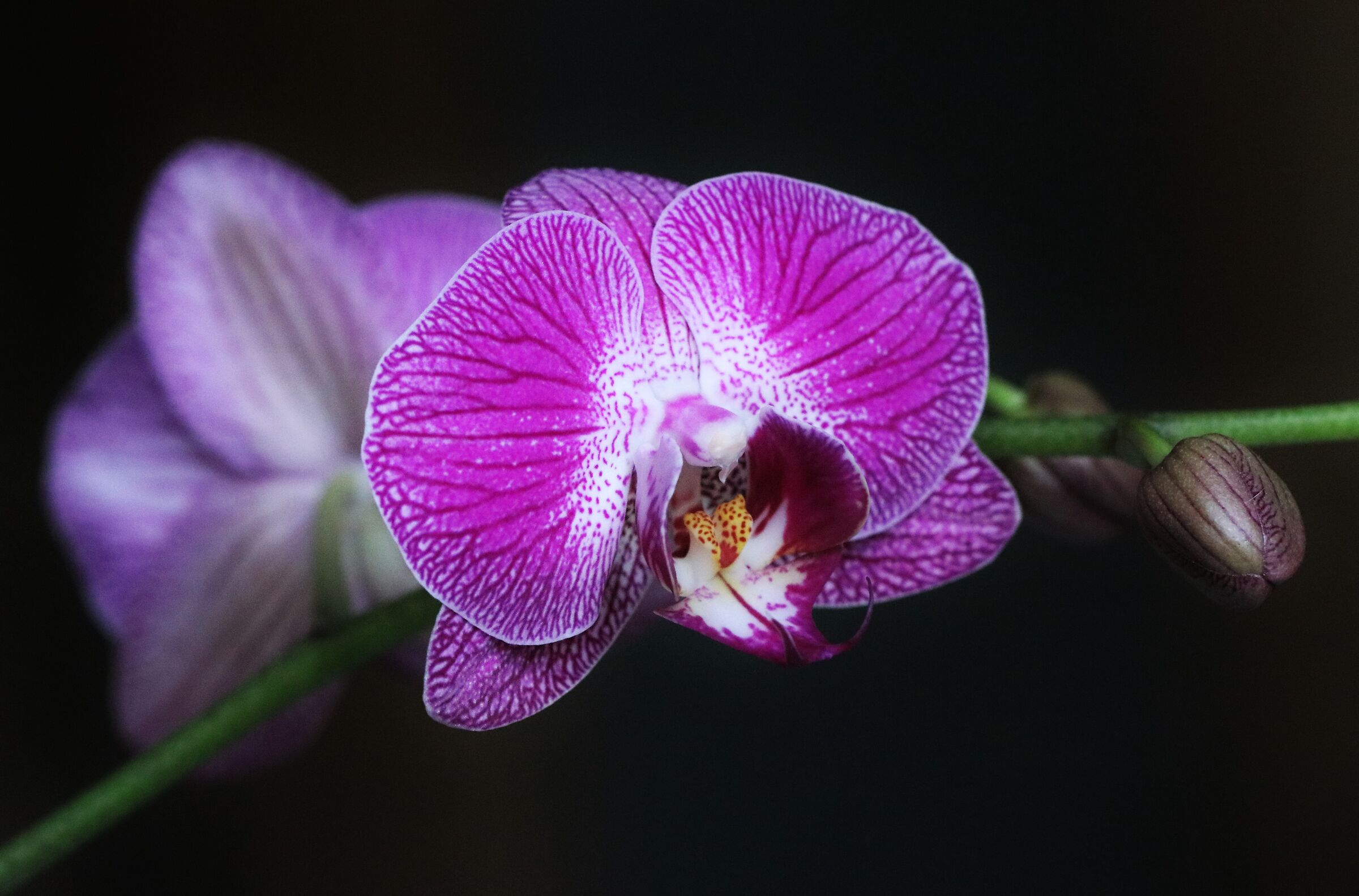 Orchidee