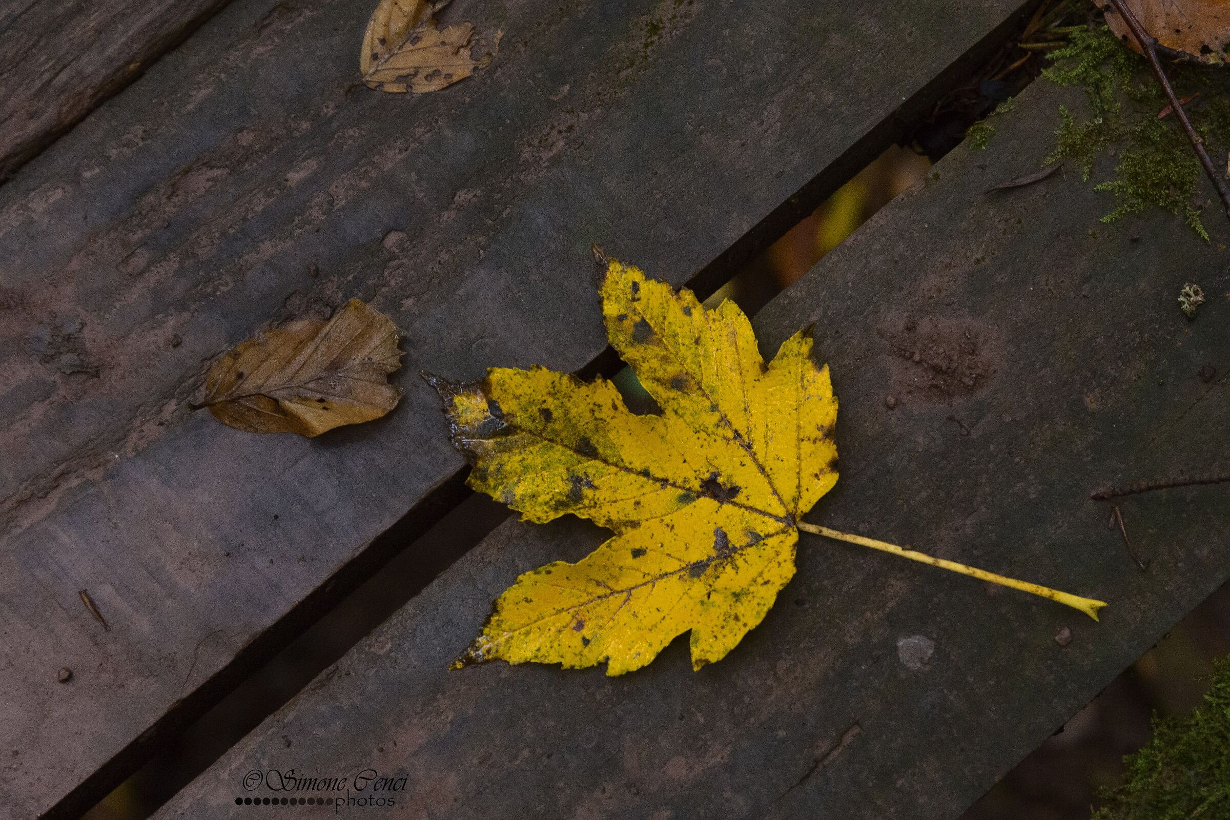 Solitudine d'autunno