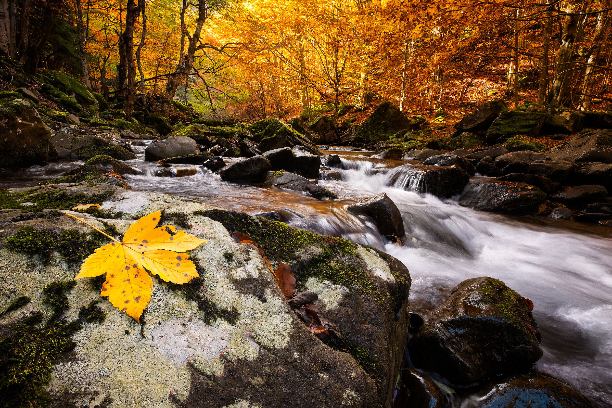 Autumn at Dardagna #2