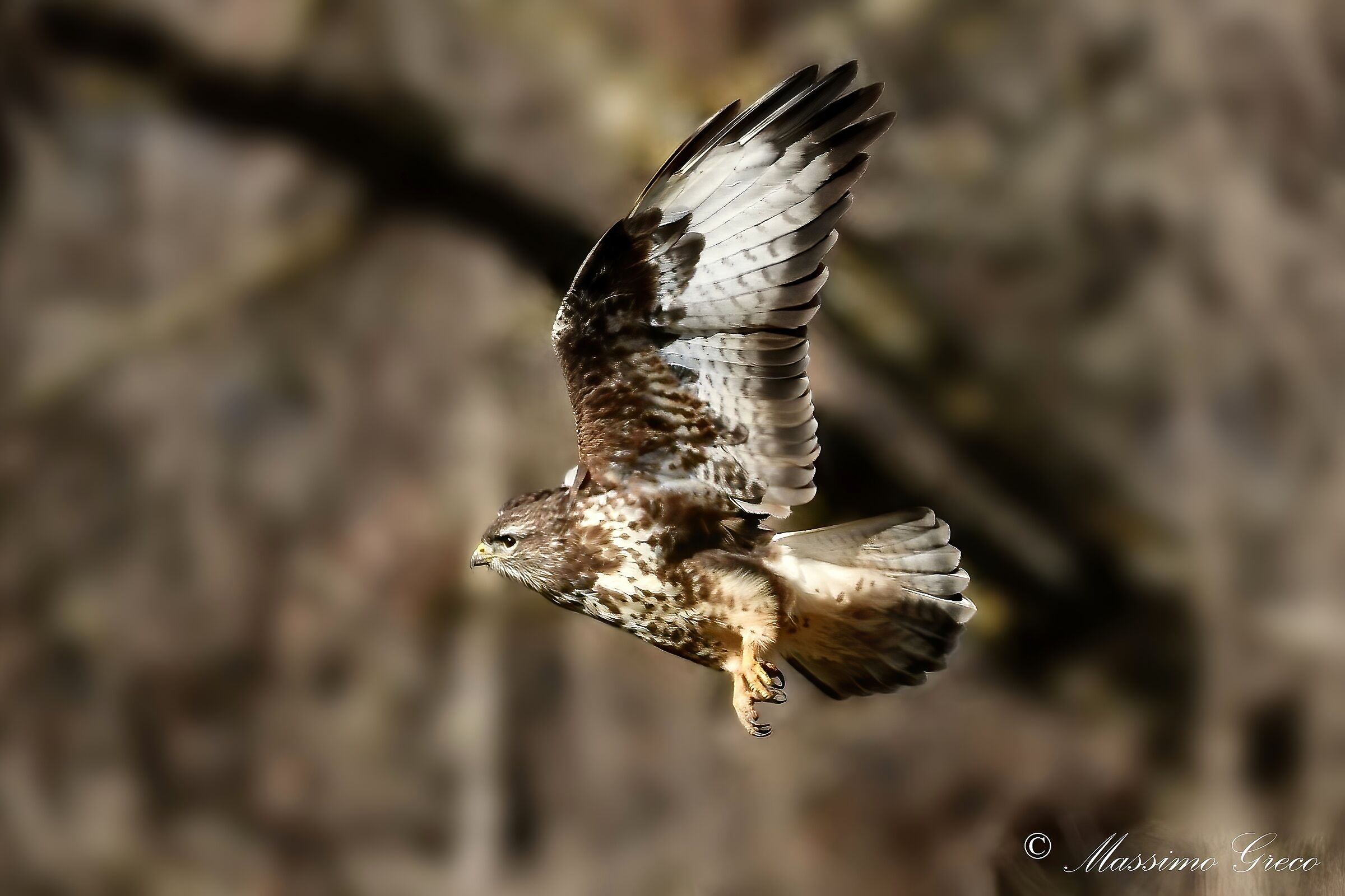 Buzzard (Buteo buteo)