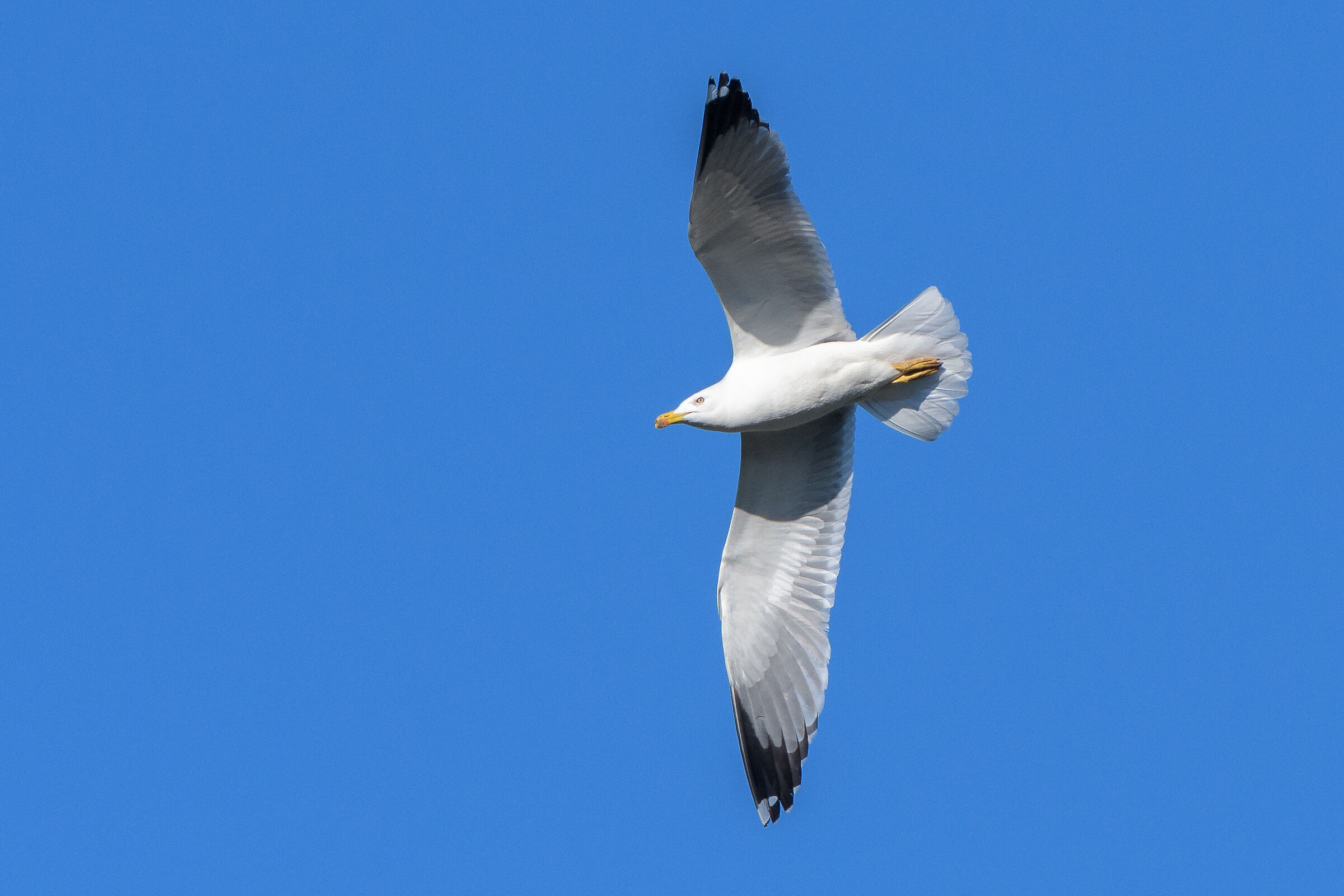 Gull