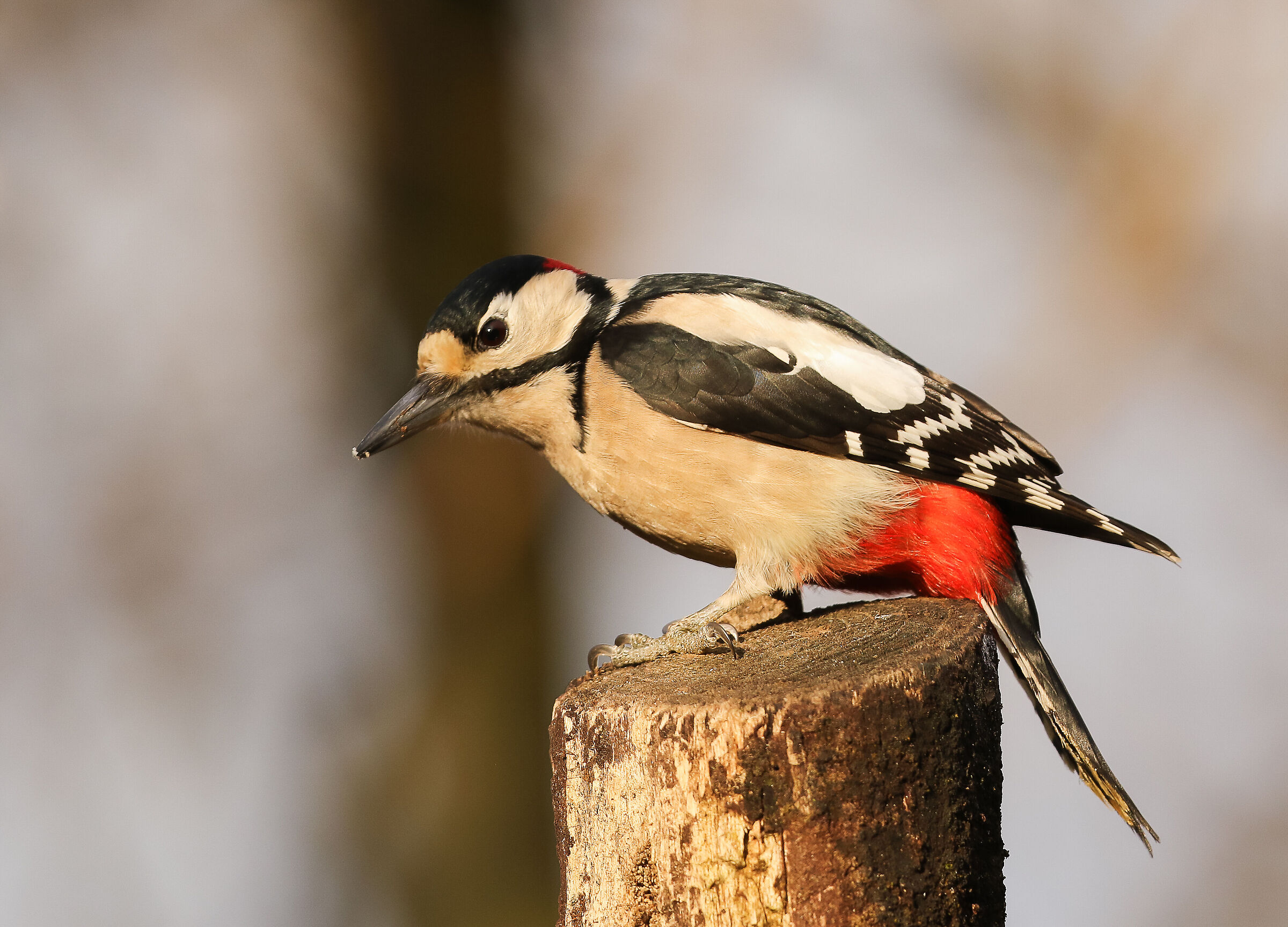 Male red woodpecker - Cavenago di Brianza