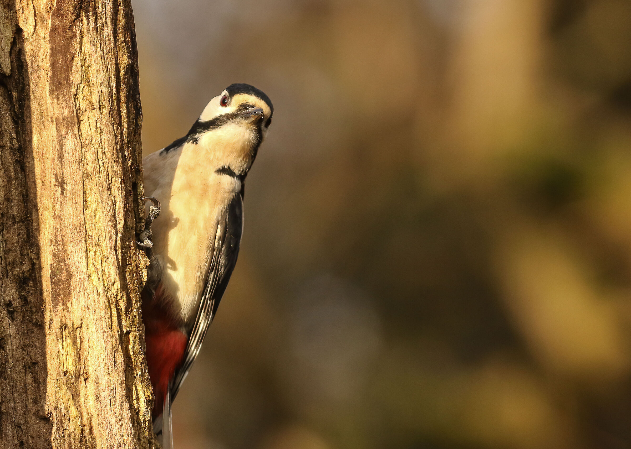 Male red woodpecker - Cavenago di Brianza