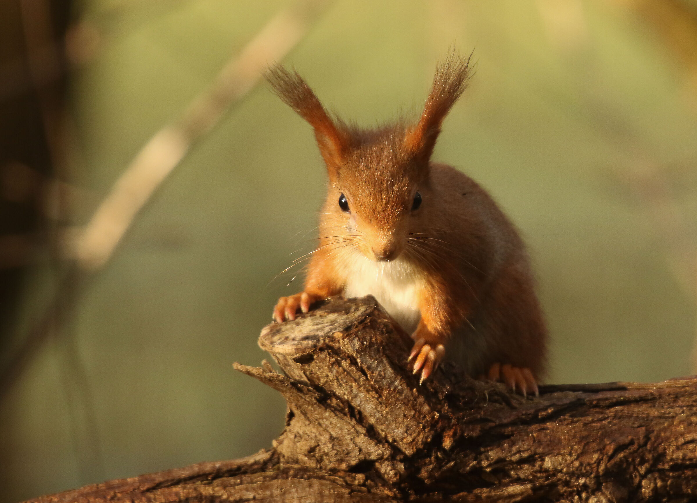 Red squirrel - Cavenago di Brianza