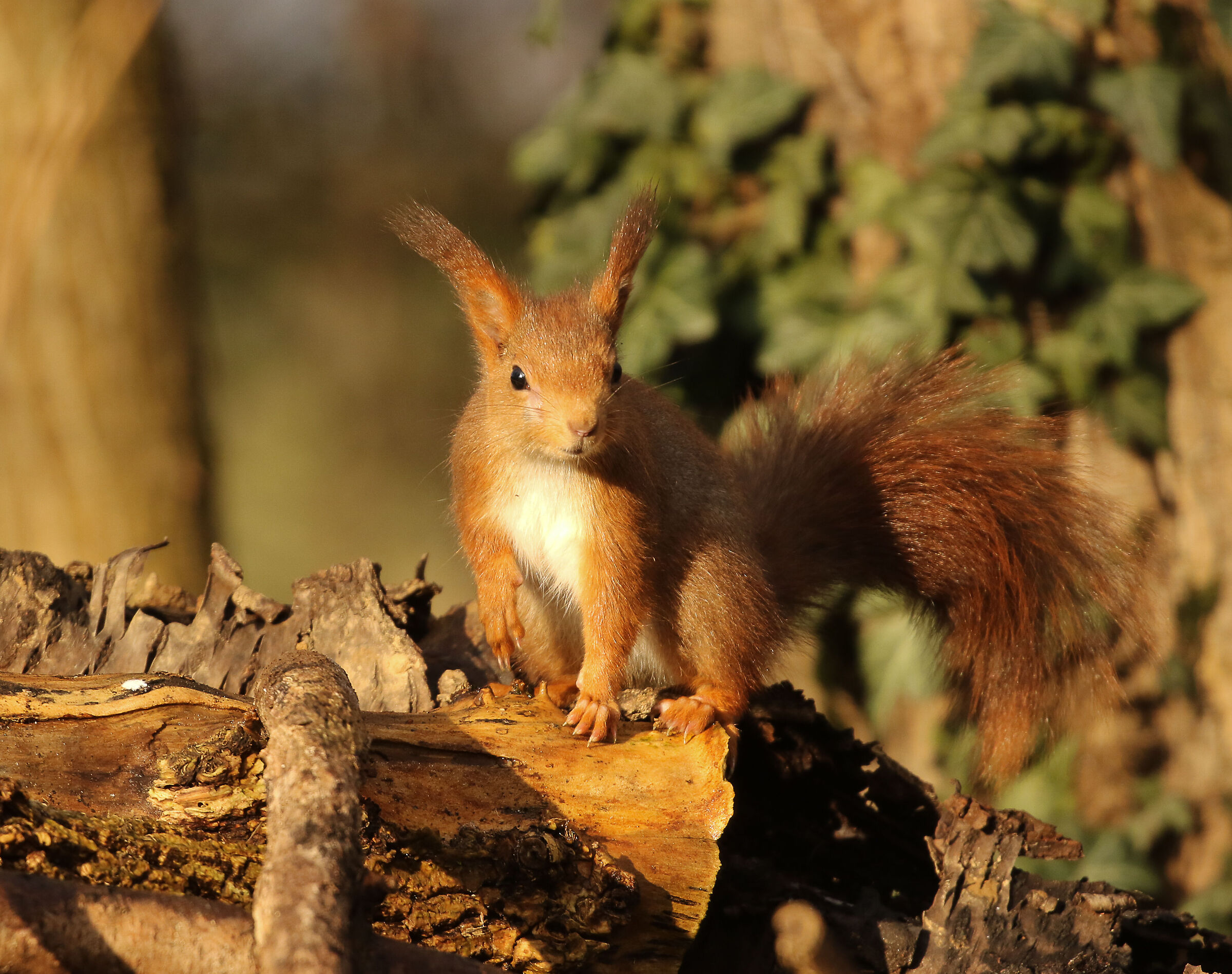 Red squirrel - Cavenago di Brianza