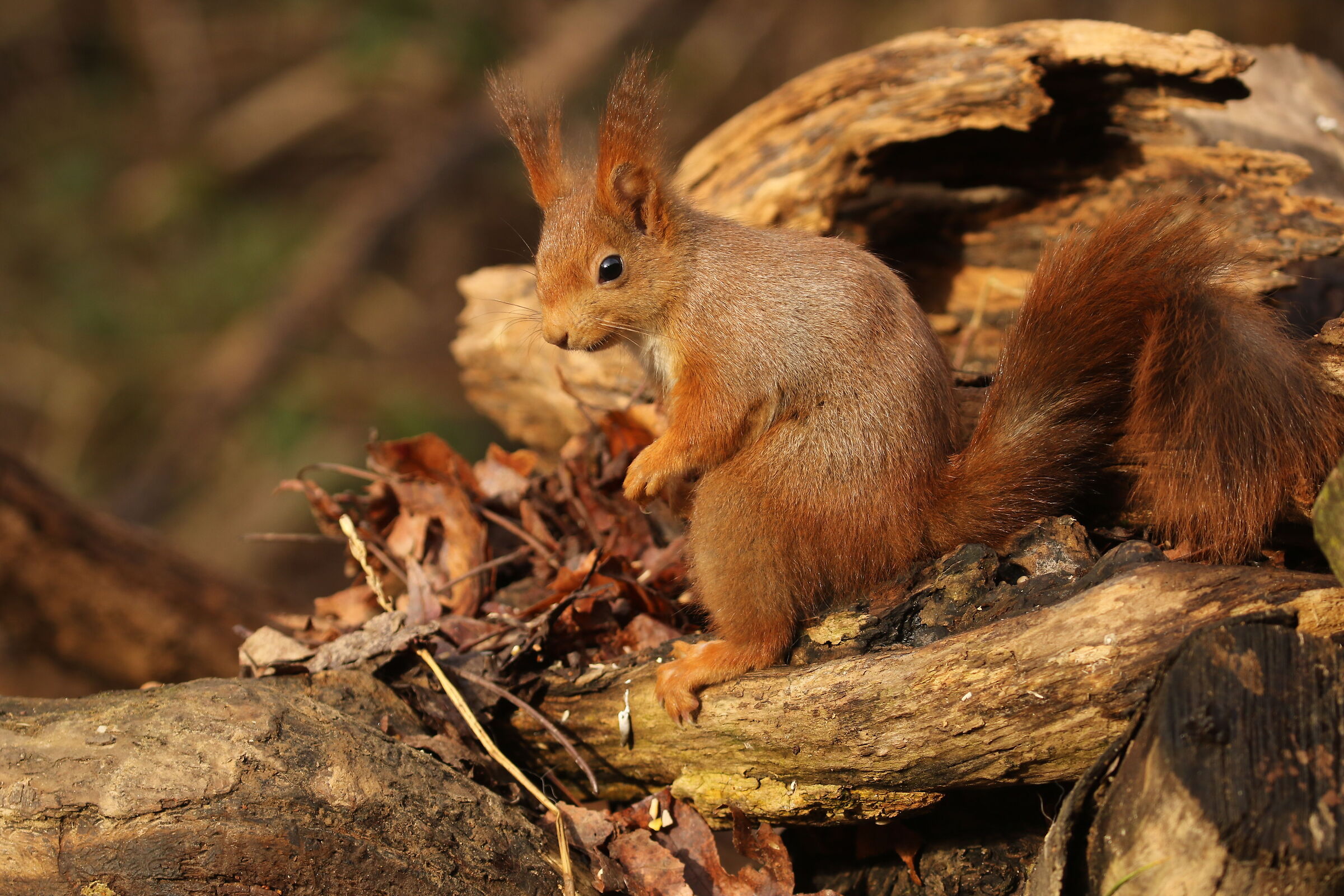 Red squirrel - Cavenago di Brianza