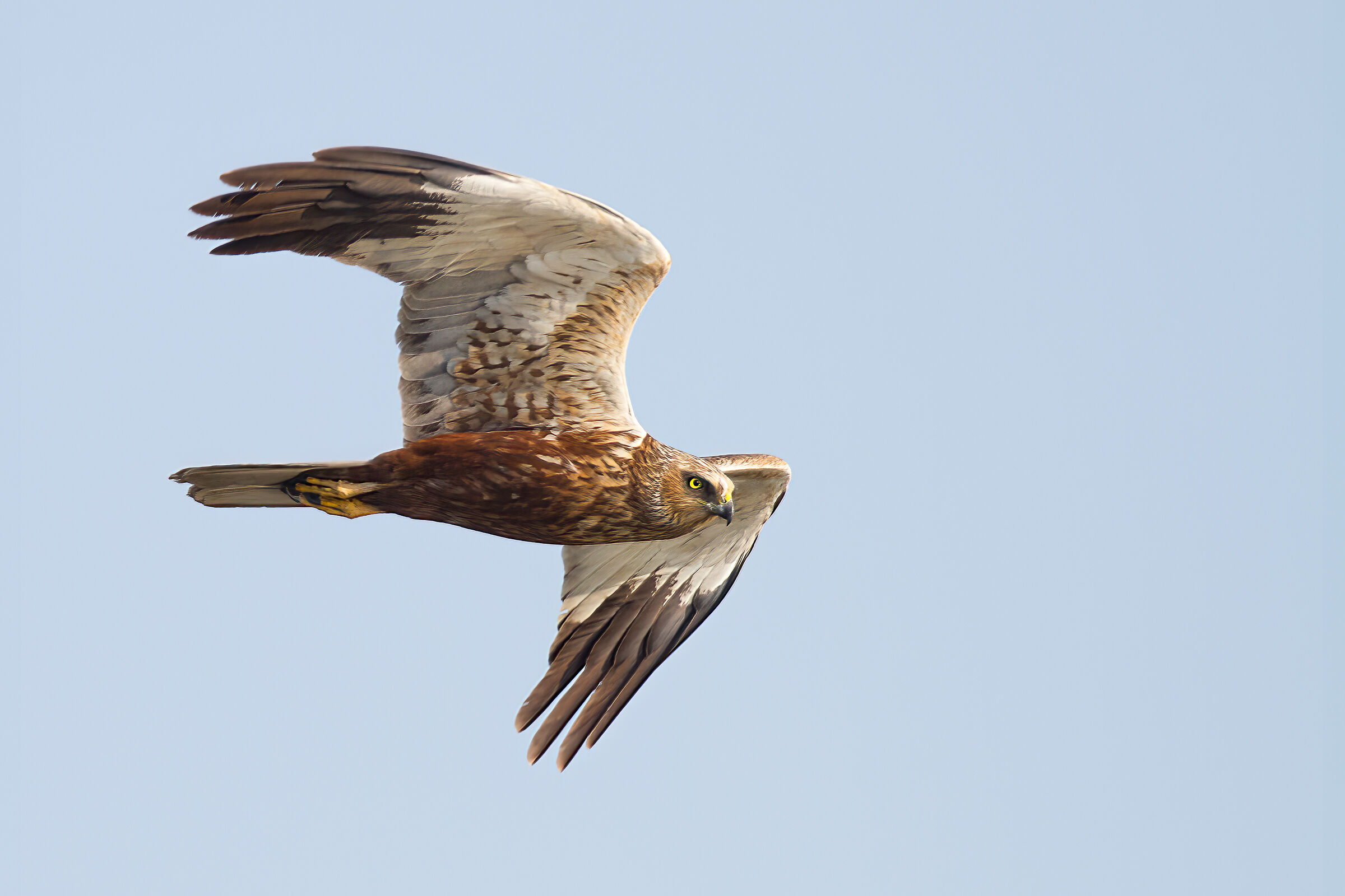 Falco di palude maschio