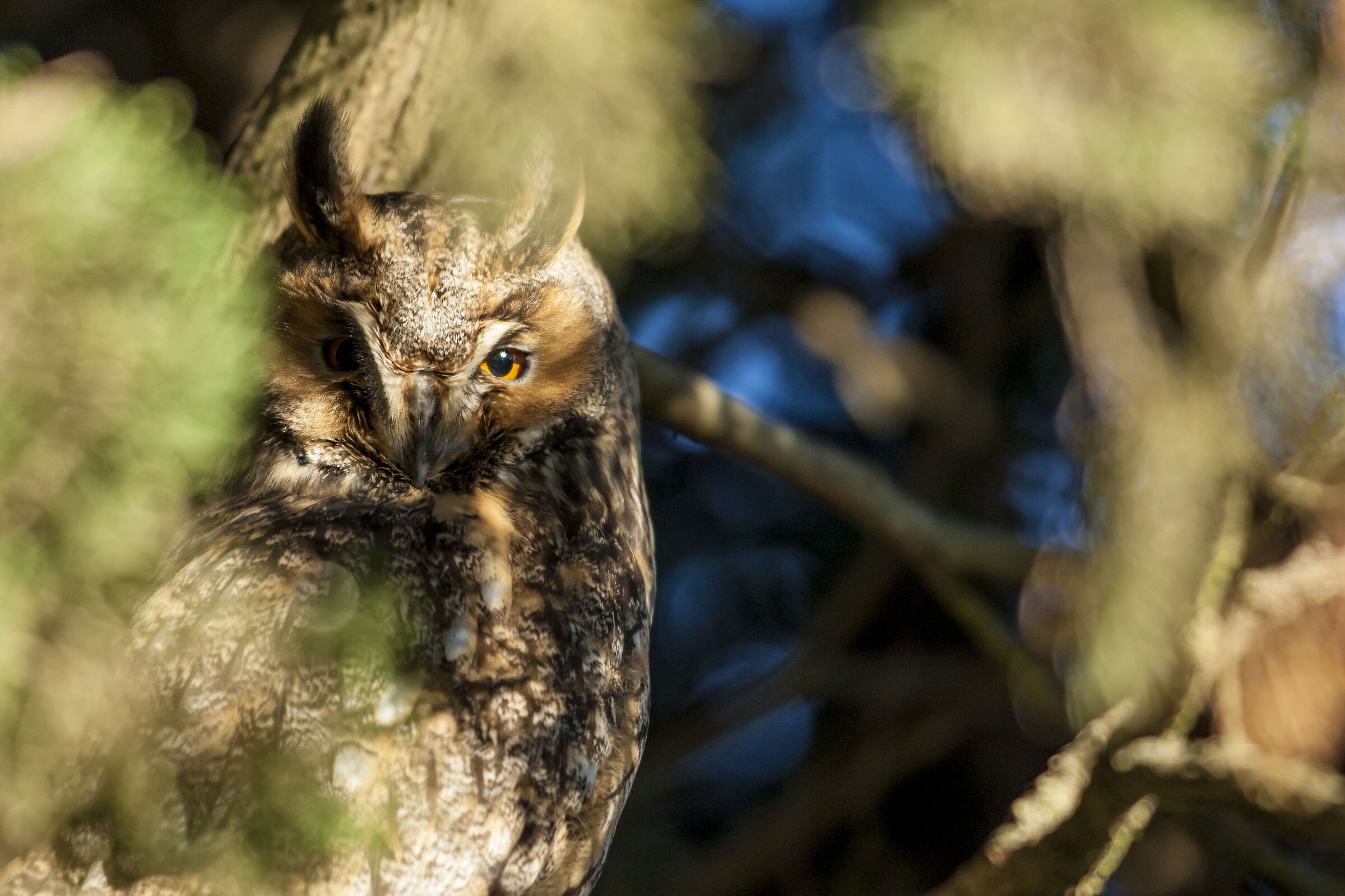 Owl's Eye