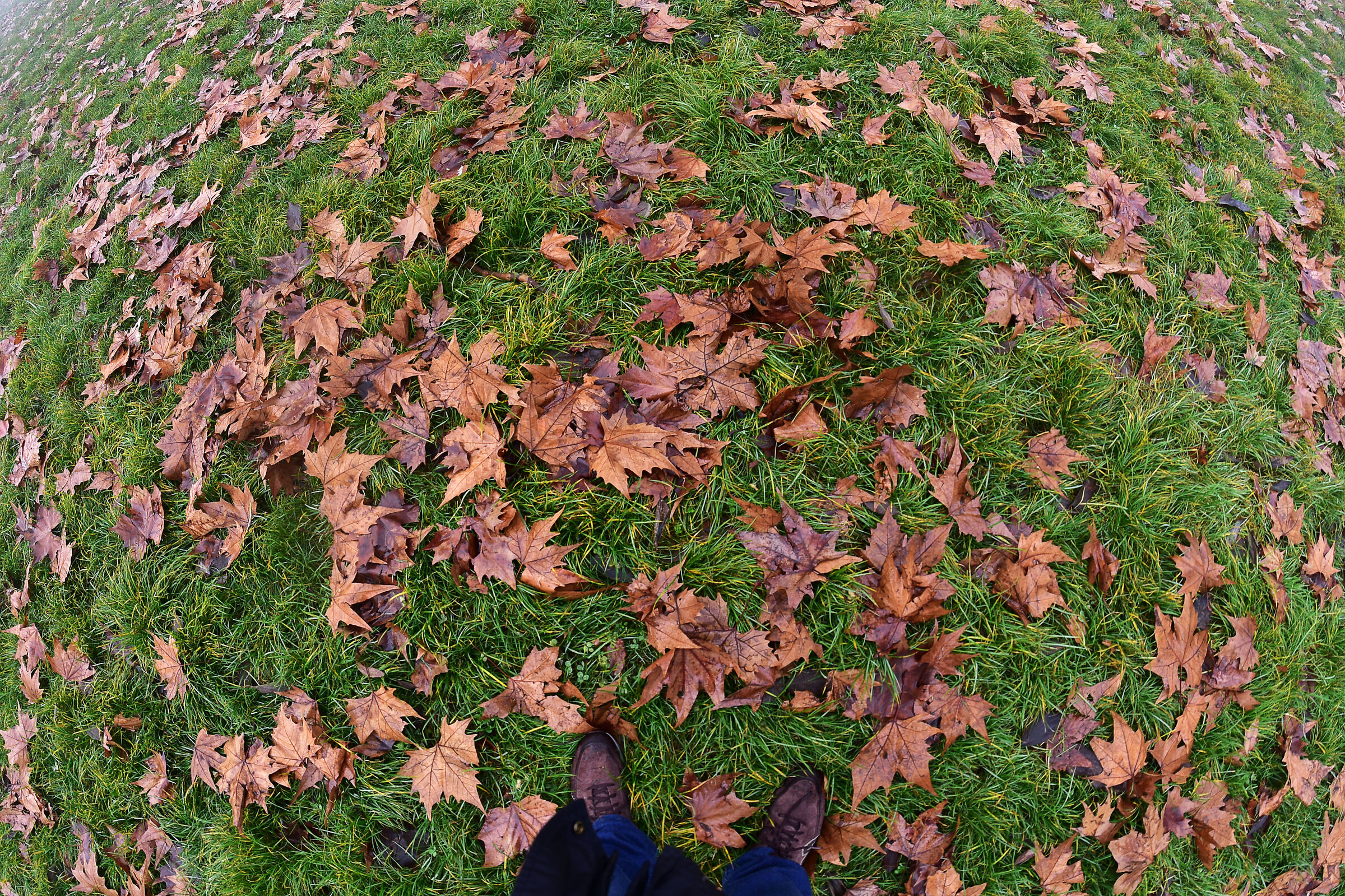 l'autunno ai miei piedi...