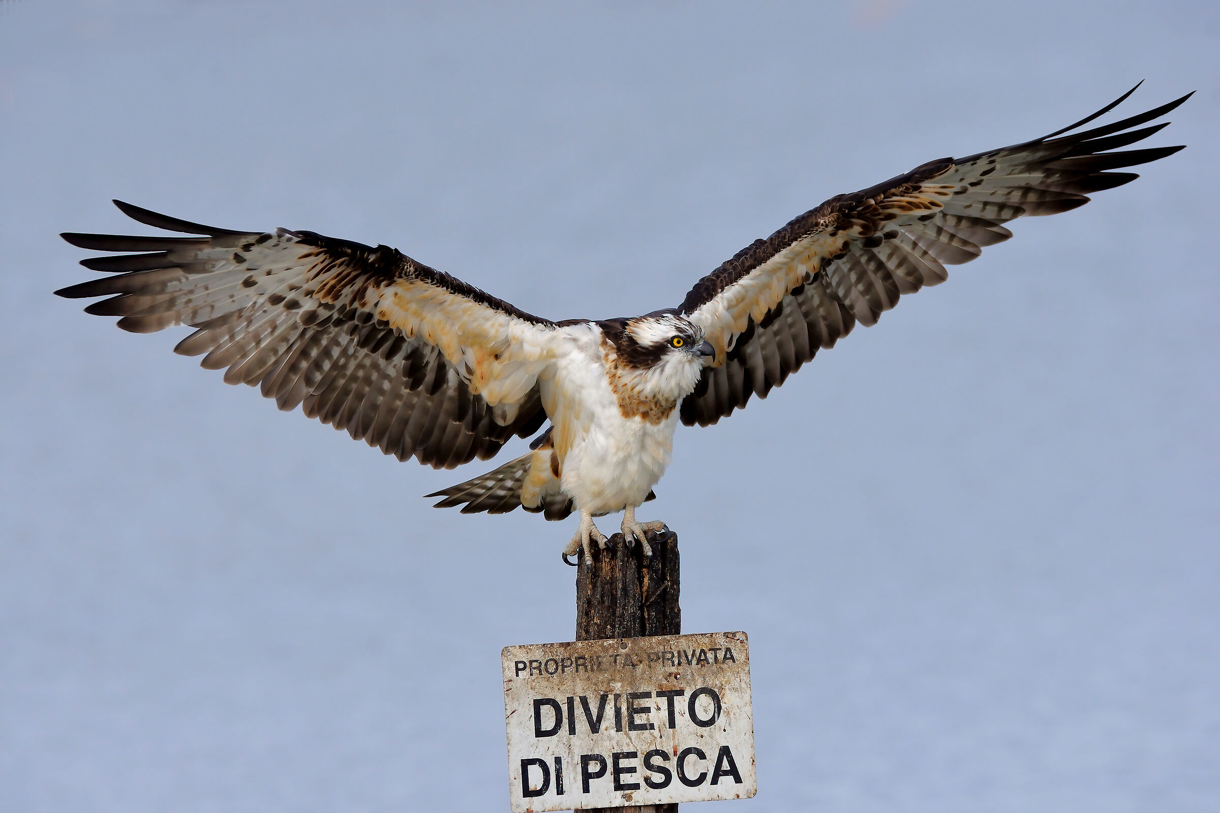 Osprey