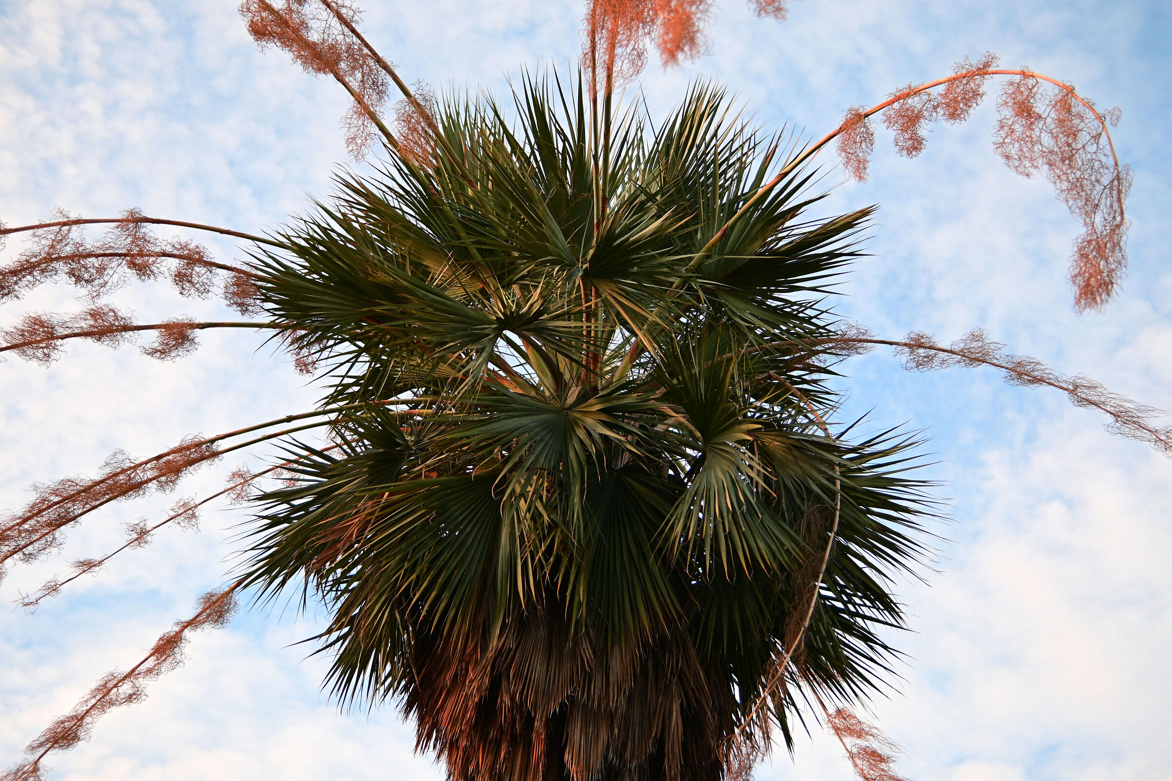 palm blossom in backlight at f 1,4